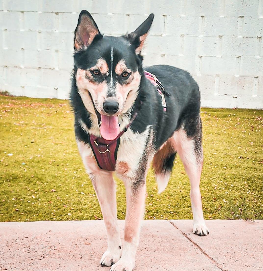 Enlarge Rayo , an adoptable mixed breed in Tacoma, WA image 4/6