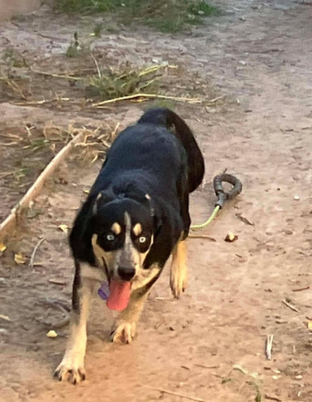 Rayo , ADOPTABLE, Young Male Australian Cattle Dog / Blue Heeler & German Shepherd Dog.