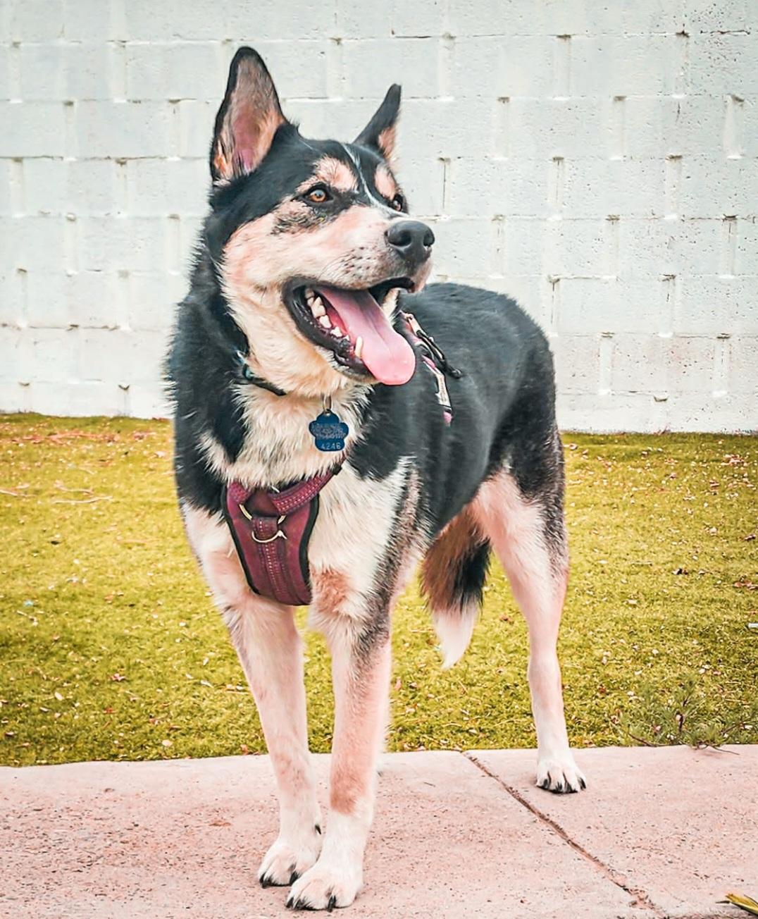Enlarge Rayo , an adoptable mixed breed in Tacoma, WA image 6/6