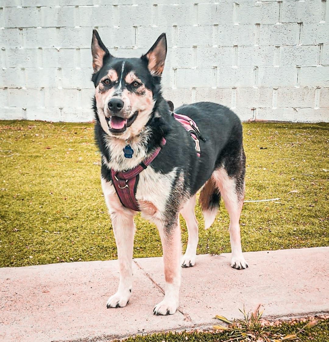 Enlarge Rayo , an adoptable mixed breed in Tacoma, WA image 5/6