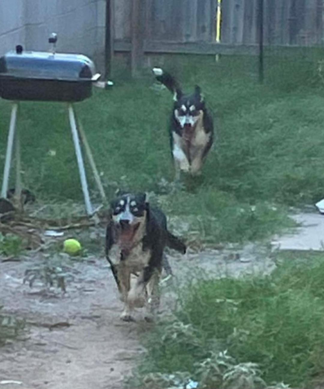 Rayo , a ADOPTABLE mixed breed in Tacoma, WA image 2/5