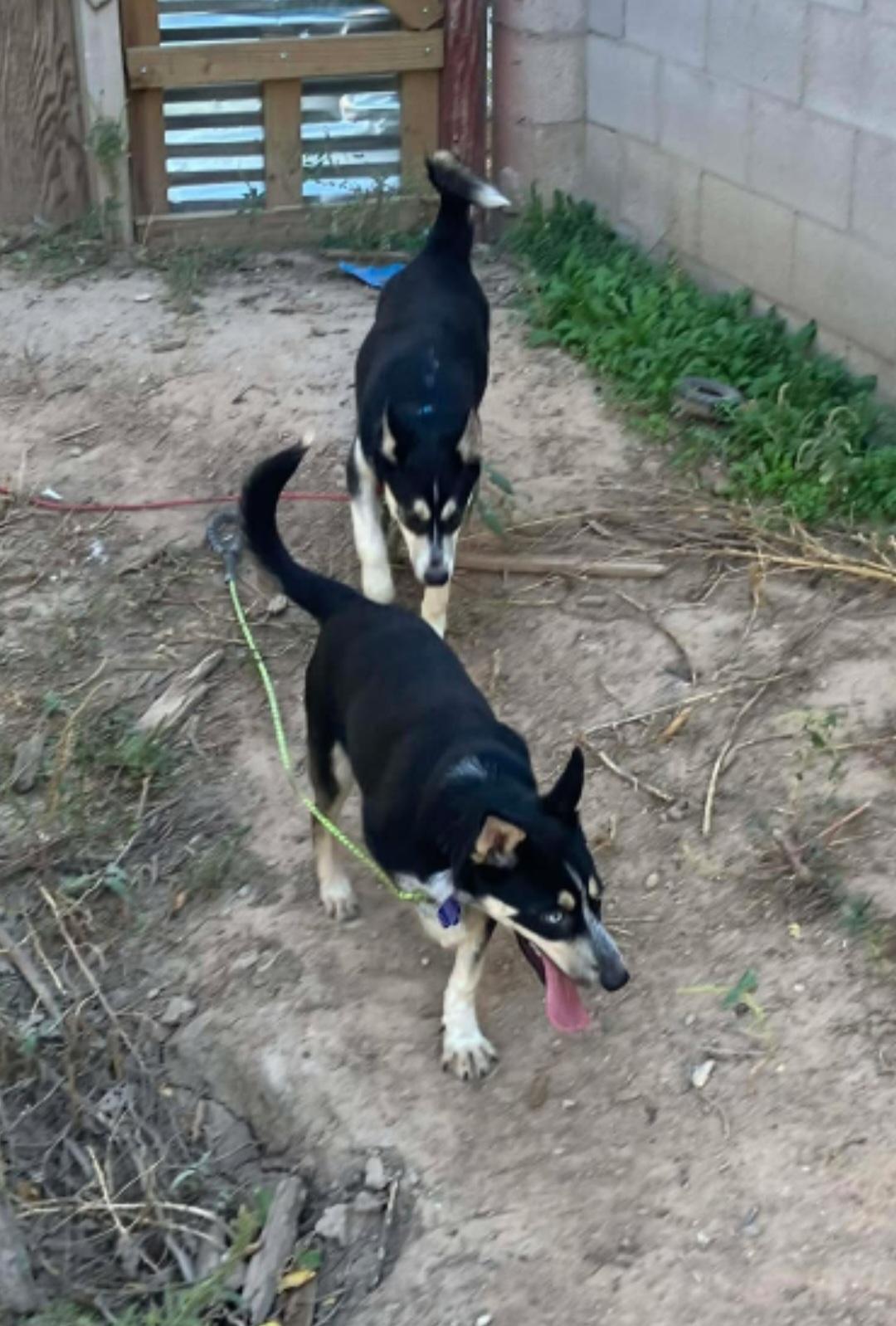 Rayo , a ADOPTABLE mixed breed in Tacoma, WA image 5/5