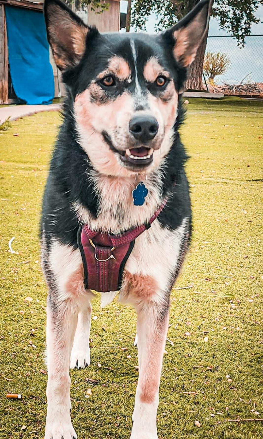 Enlarge Rayo , an adoptable mixed breed in Tacoma, WA image 2/6