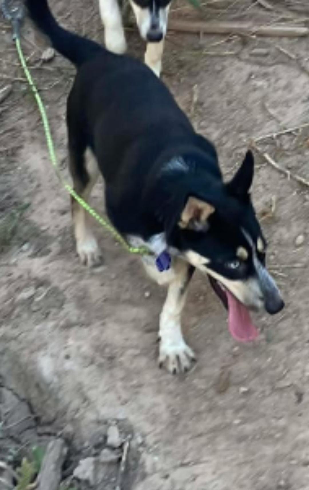 Rayo , a ADOPTABLE mixed breed in Tacoma, WA image 4/5