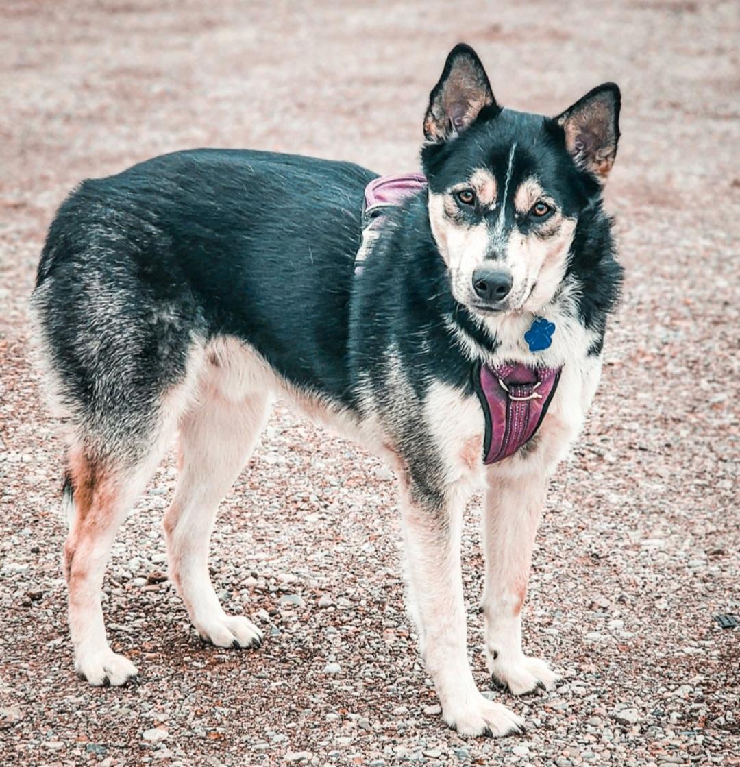 Enlarge Rayo , an adoptable mixed breed in Tacoma, WA image 1/6