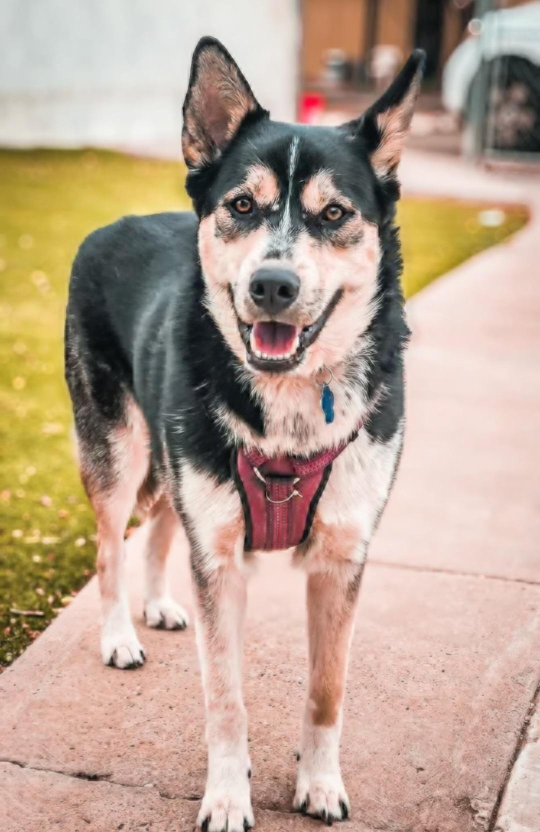 Enlarge Rayo , an adoptable mixed breed in Tacoma, WA image 3/6