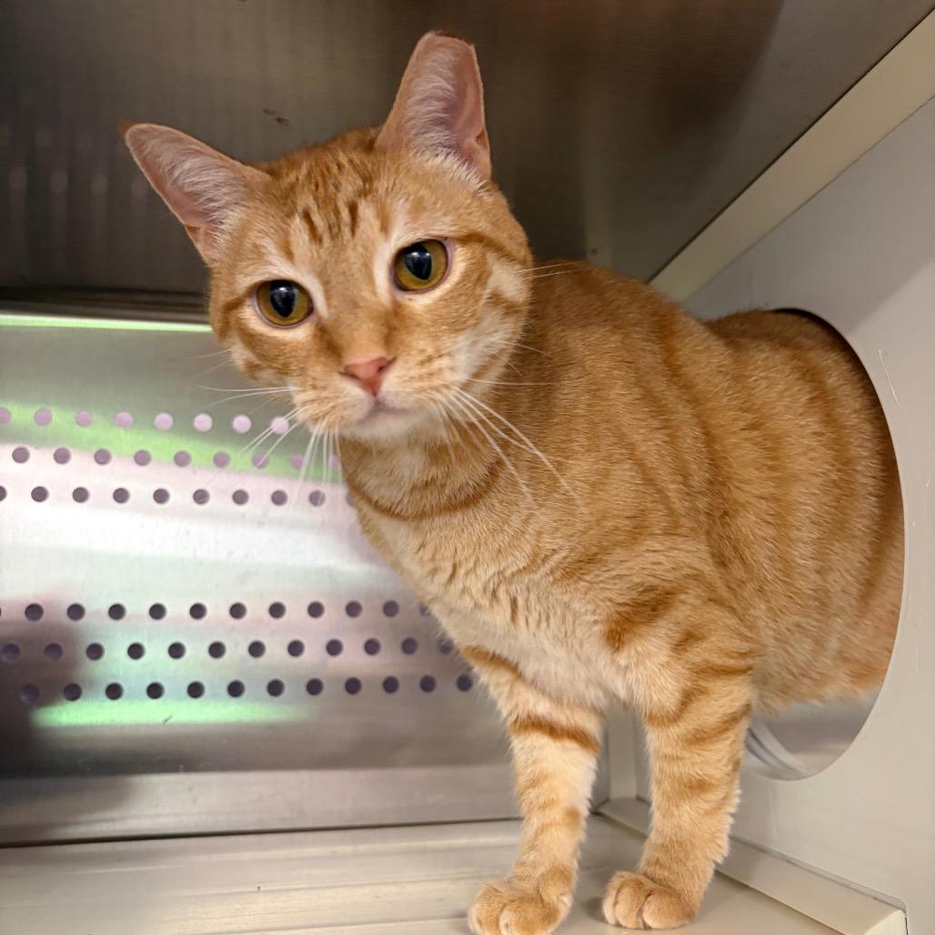 Enlarge Sasha, a Adoptable mixed breed in Ashtabula, OH image 1/4