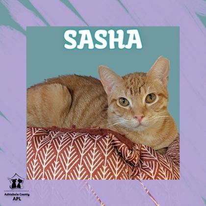 Enlarge Sasha, a Adoptable mixed breed in Ashtabula, OH image 4/4