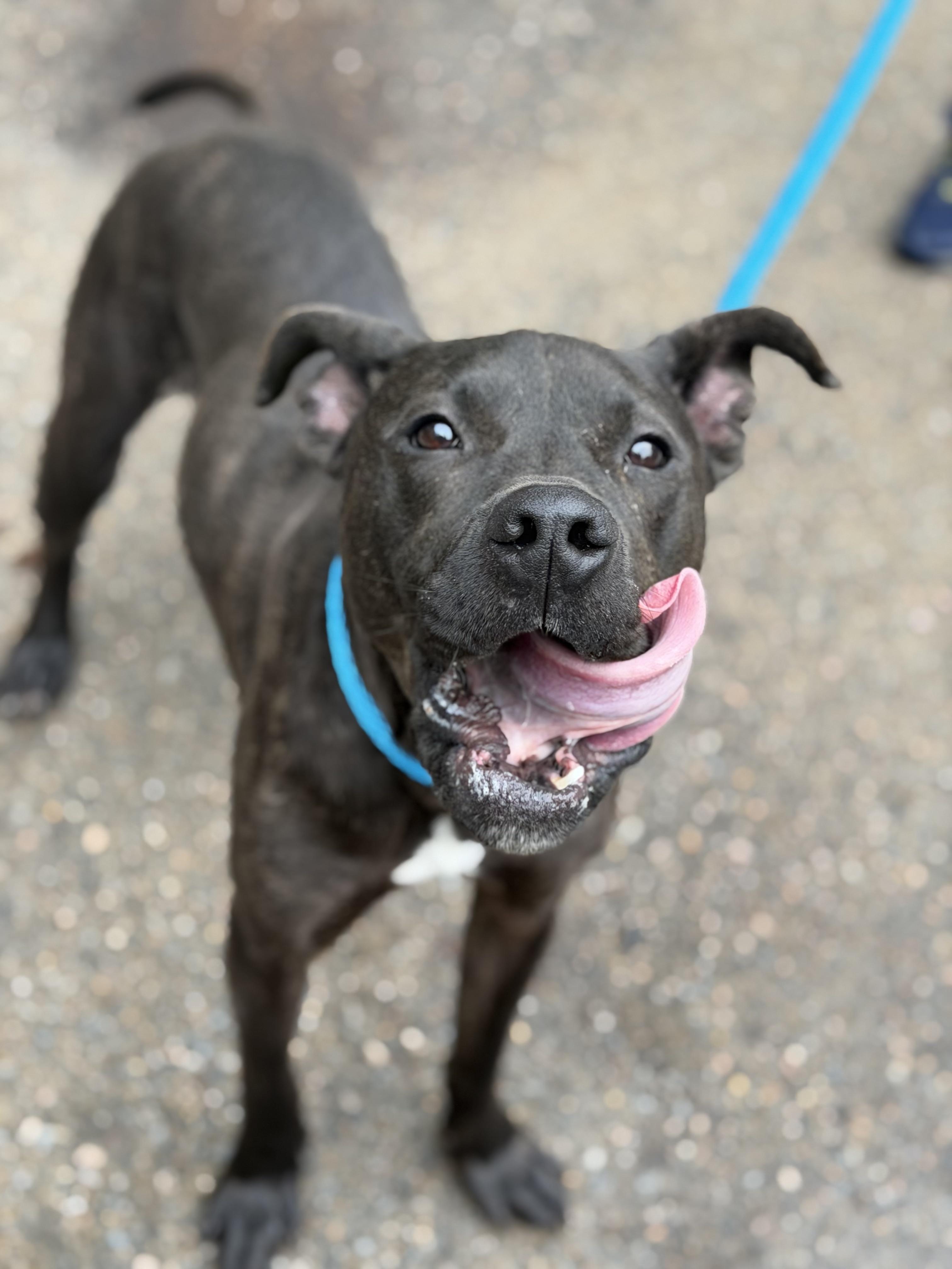 Boone, a ADOPTABLE mixed breed in Petersburg, VA image 2/6