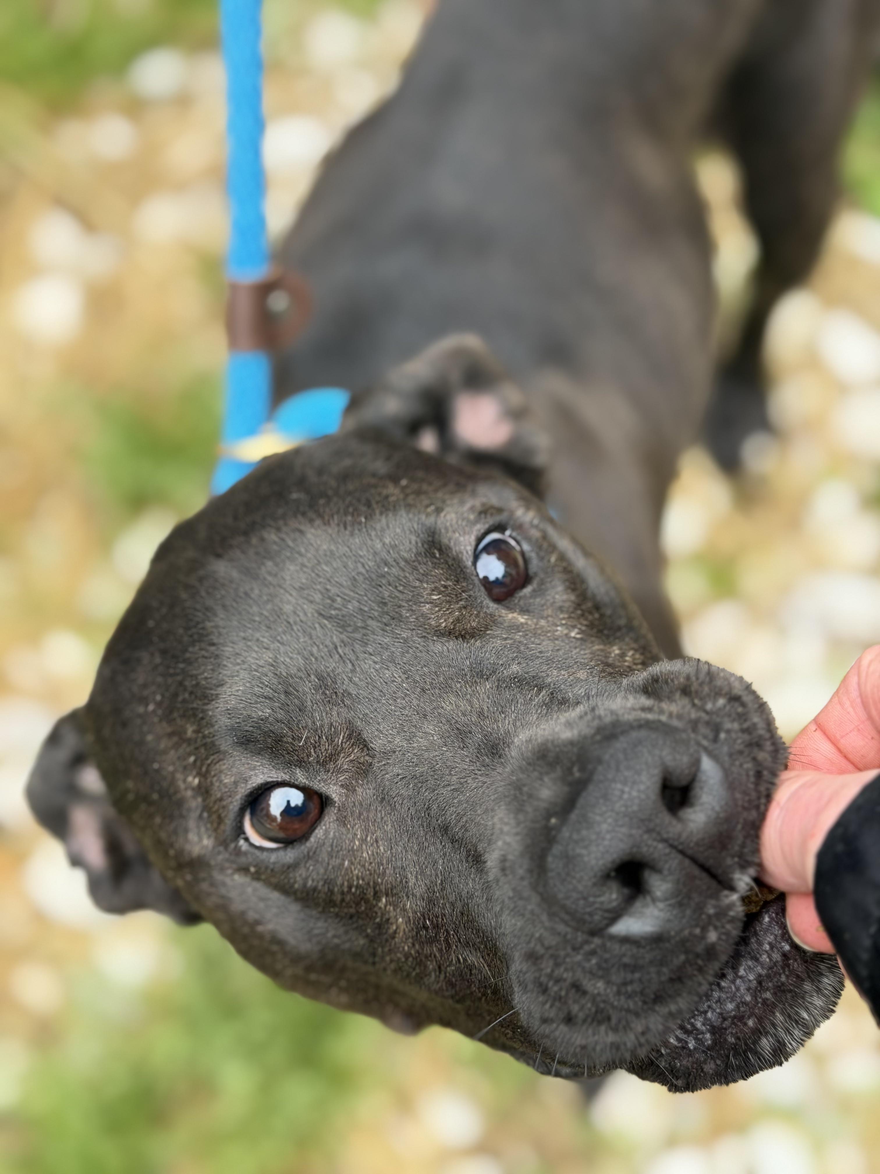 Boone, a ADOPTABLE mixed breed in Petersburg, VA image 4/6
