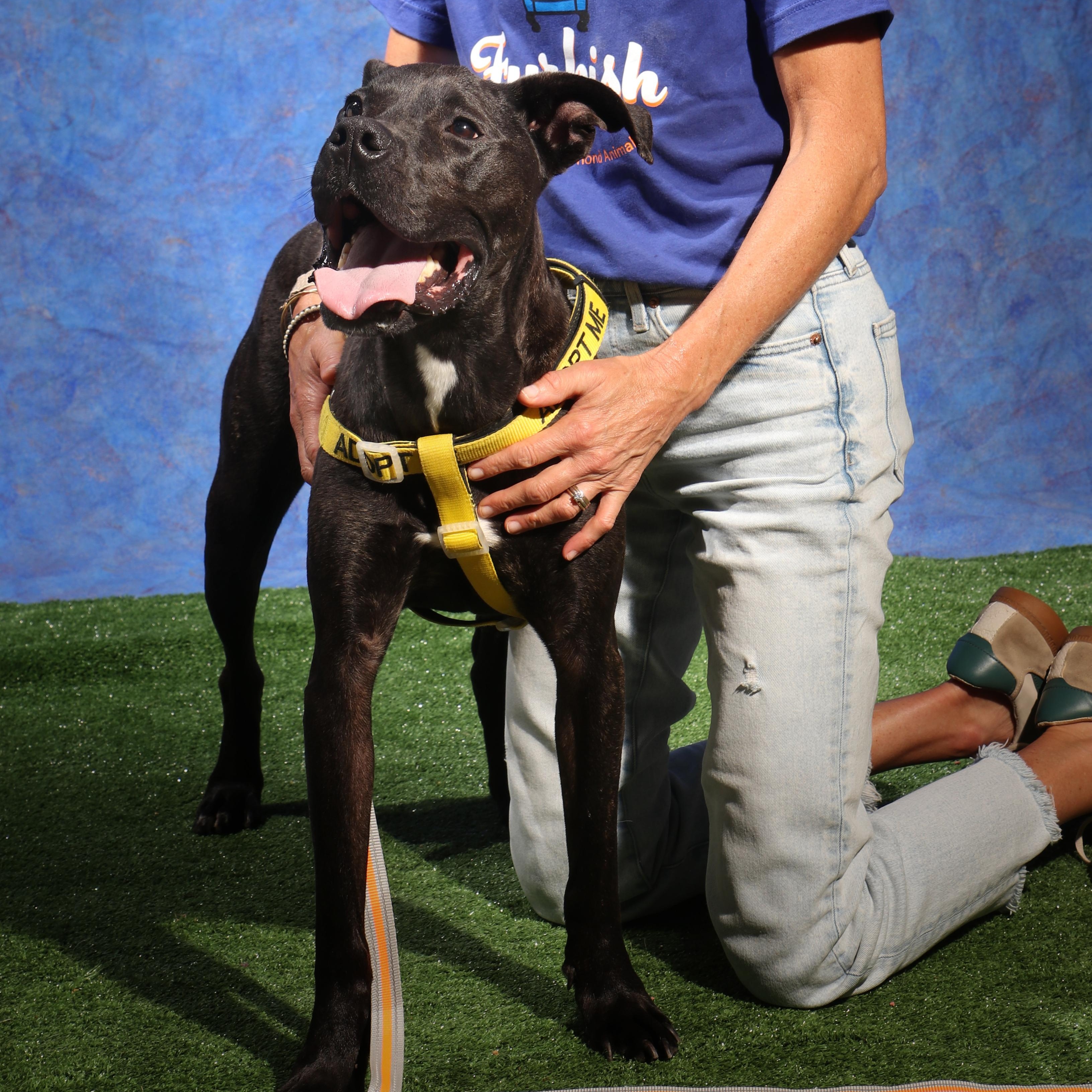 Enlarge Boone, a ADOPTABLE mixed breed in Petersburg, VA image 2/6