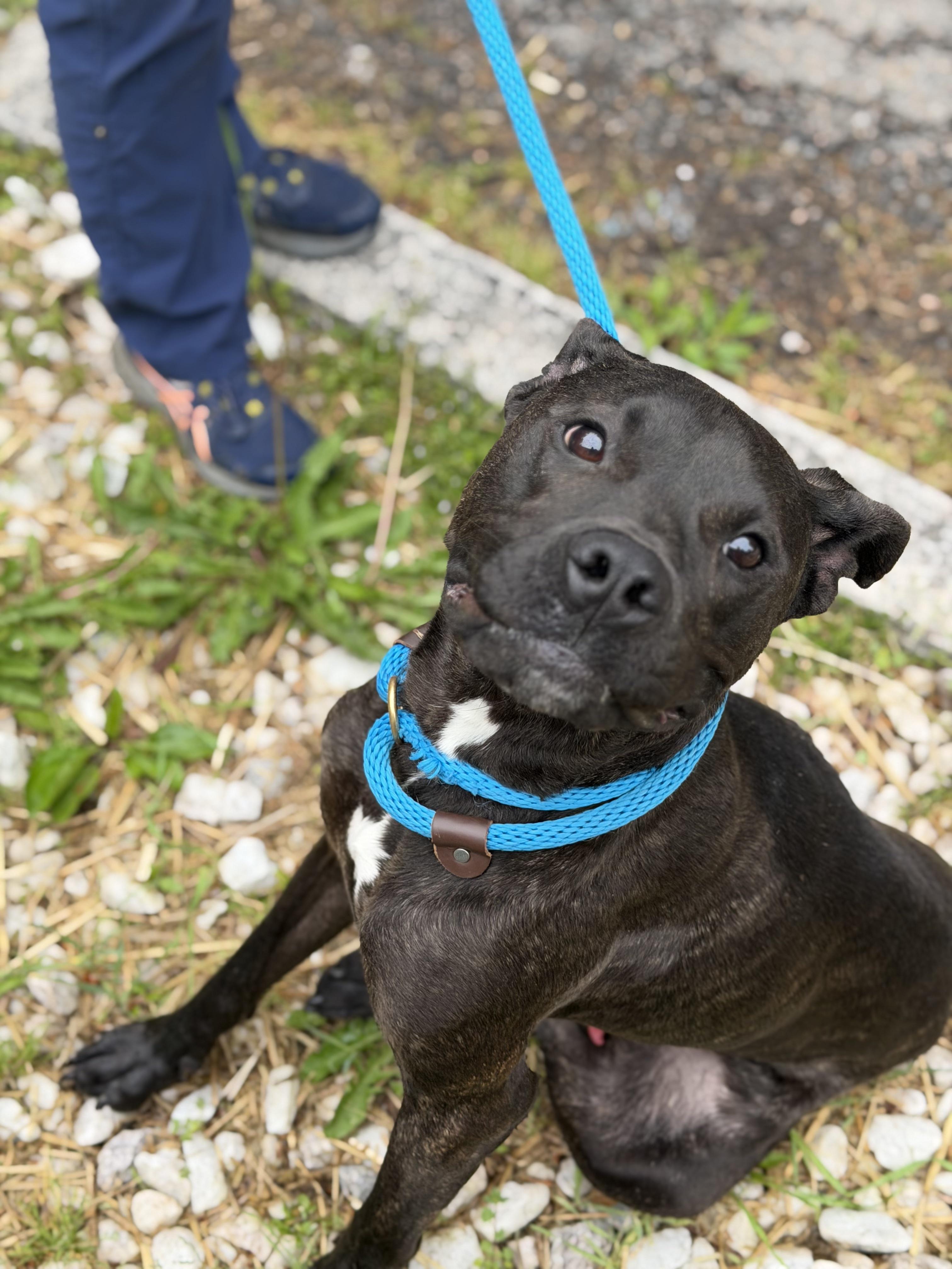Boone, a ADOPTABLE mixed breed in Petersburg, VA image 3/6