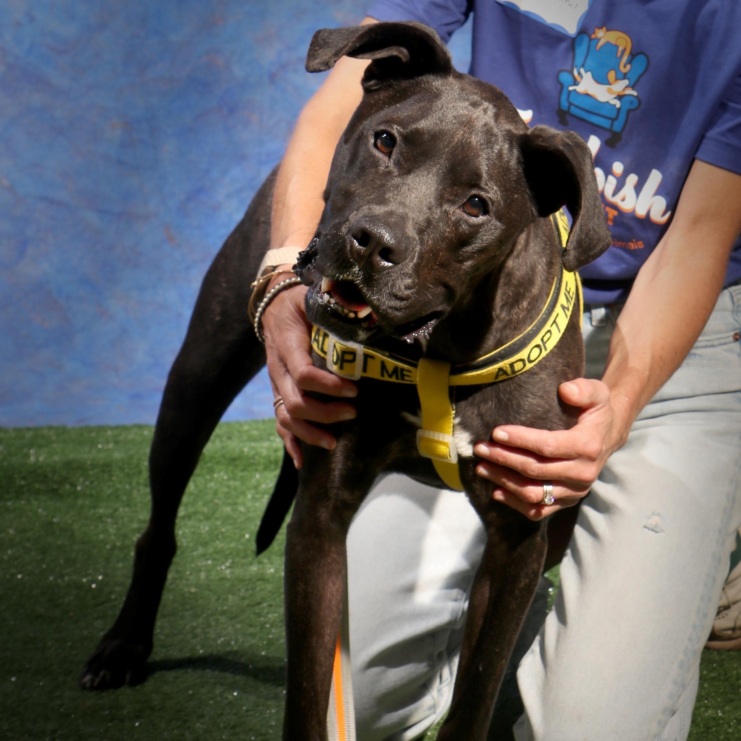 Boone, ADOPTABLE, Young Male Boxer & Pit Bull Terrier.