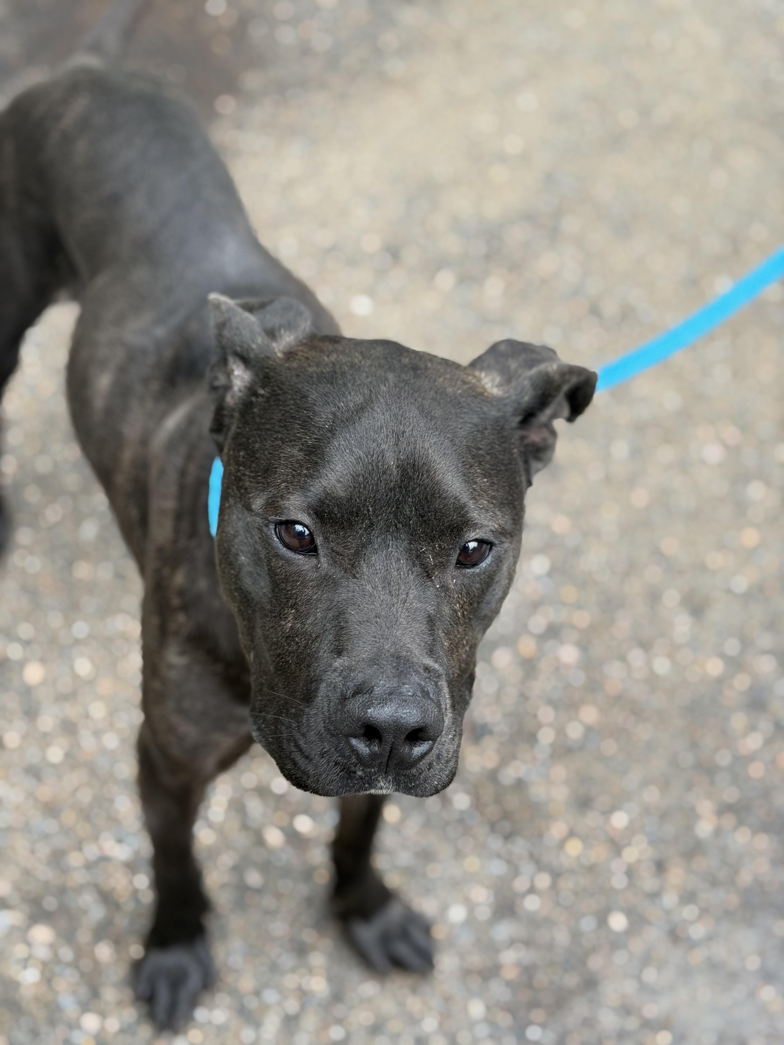 Boone, a ADOPTABLE mixed breed in Petersburg, VA image 5/6