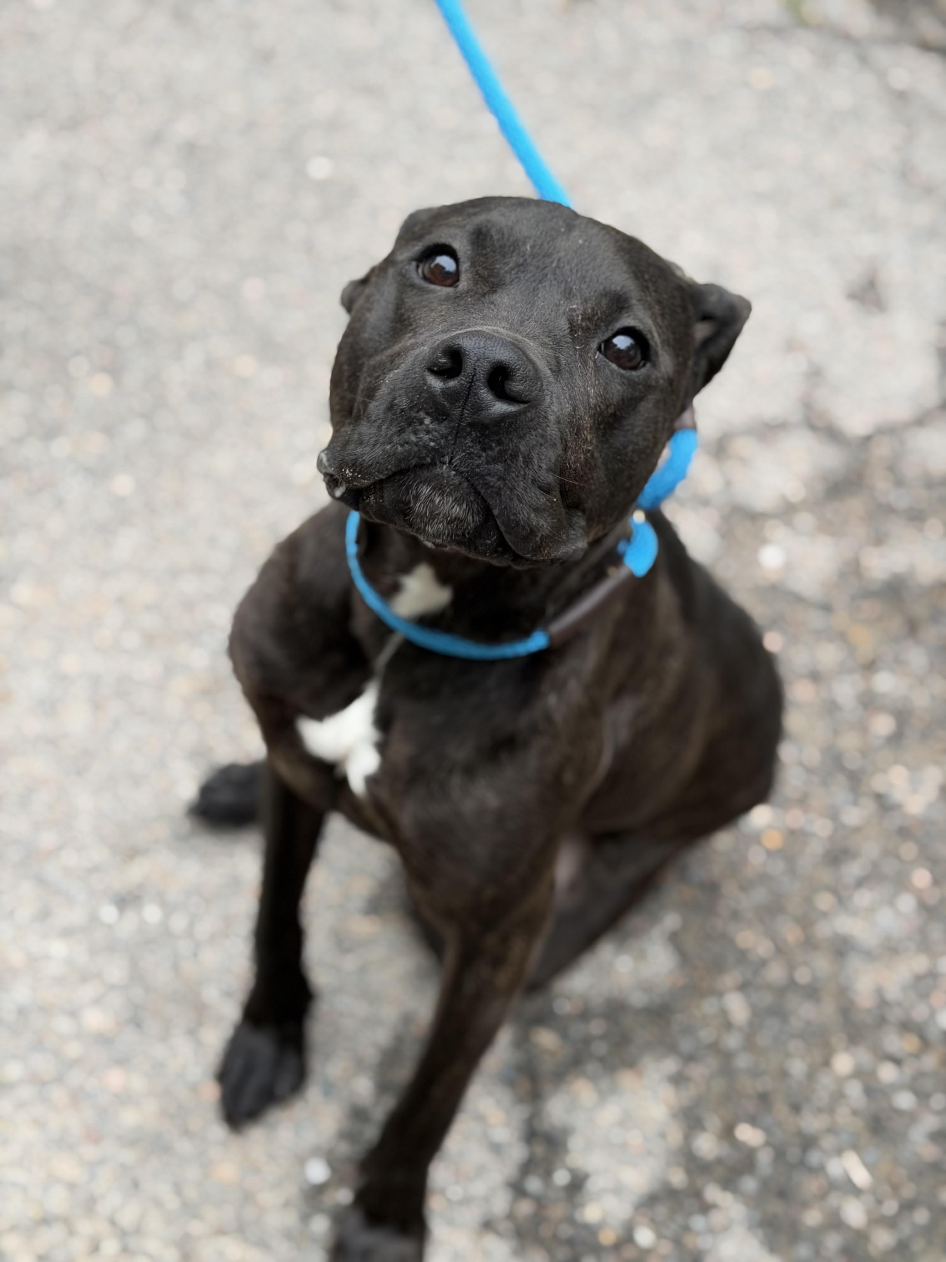 Boone, a ADOPTABLE mixed breed in Petersburg, VA image 6/6