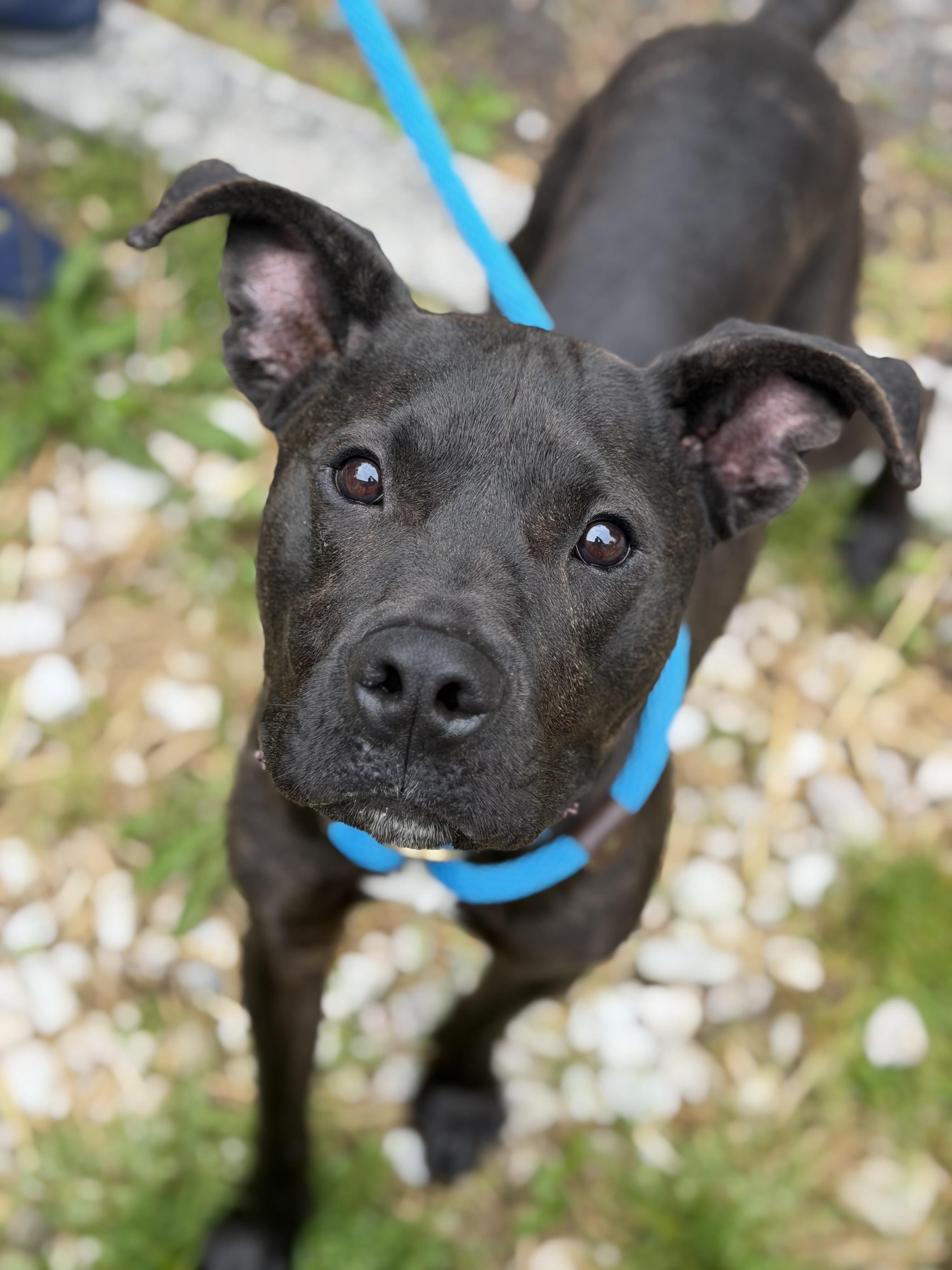 Boone, a ADOPTABLE mixed breed in Petersburg, VA image 1/6