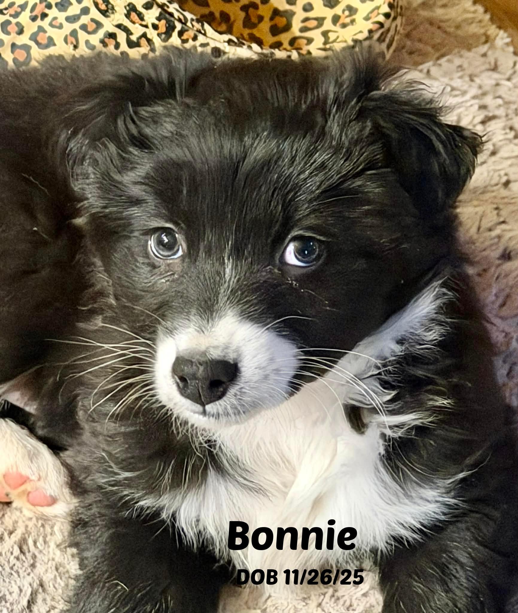 Bonnie, Adoptable, Puppy Female Border Collie.