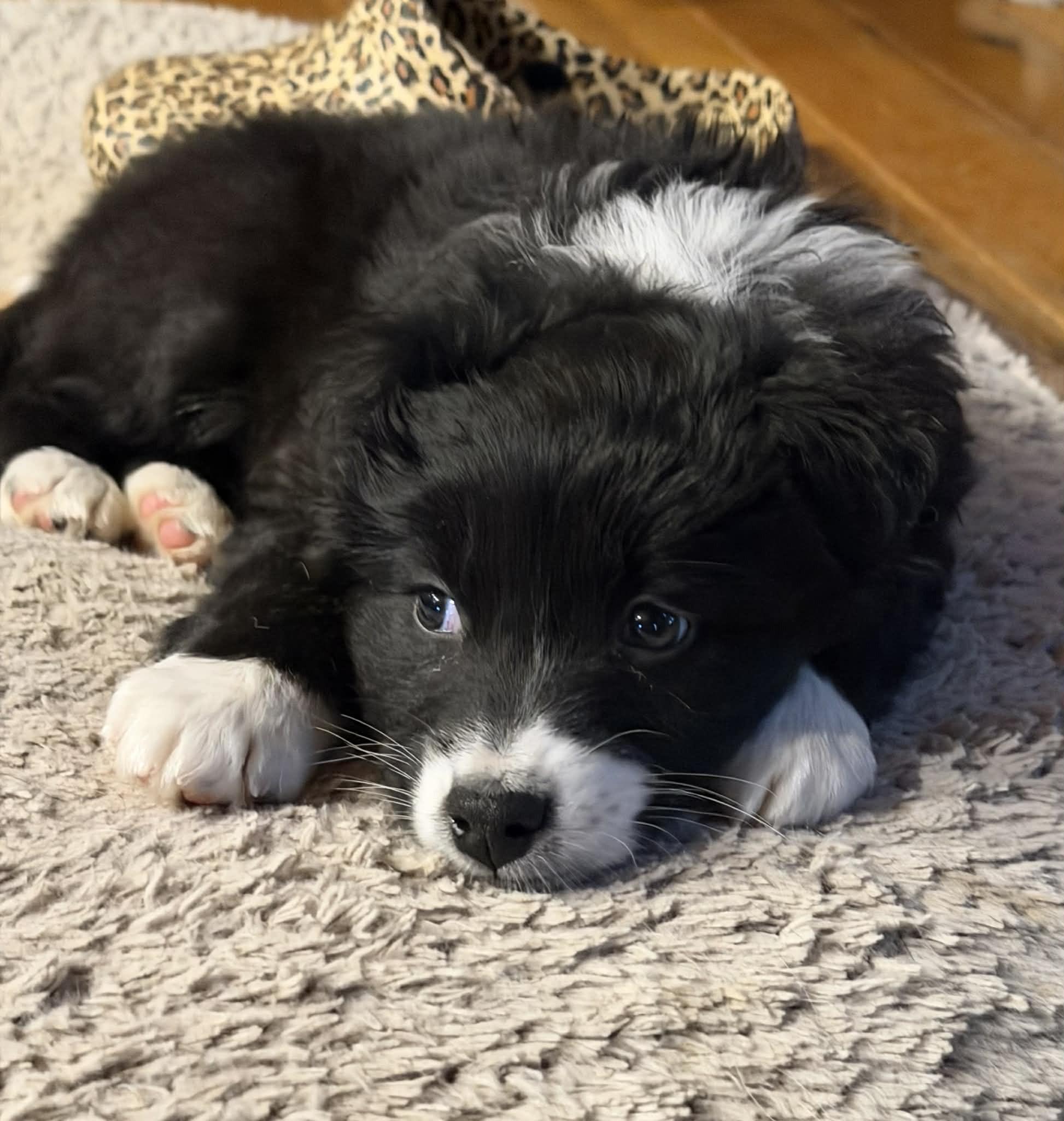 Enlarge Bonnie, a Adoptable Border Collie in Seymour, IN image 3/3