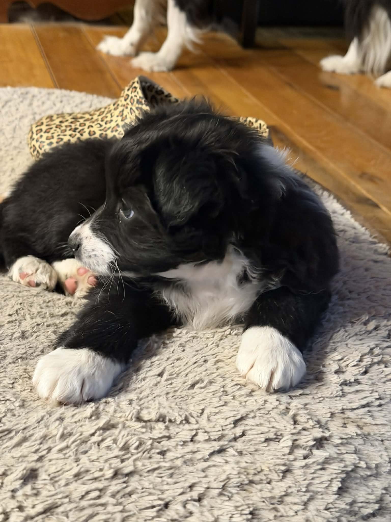Enlarge Bonnie, a Adoptable Border Collie in Seymour, IN image 2/3