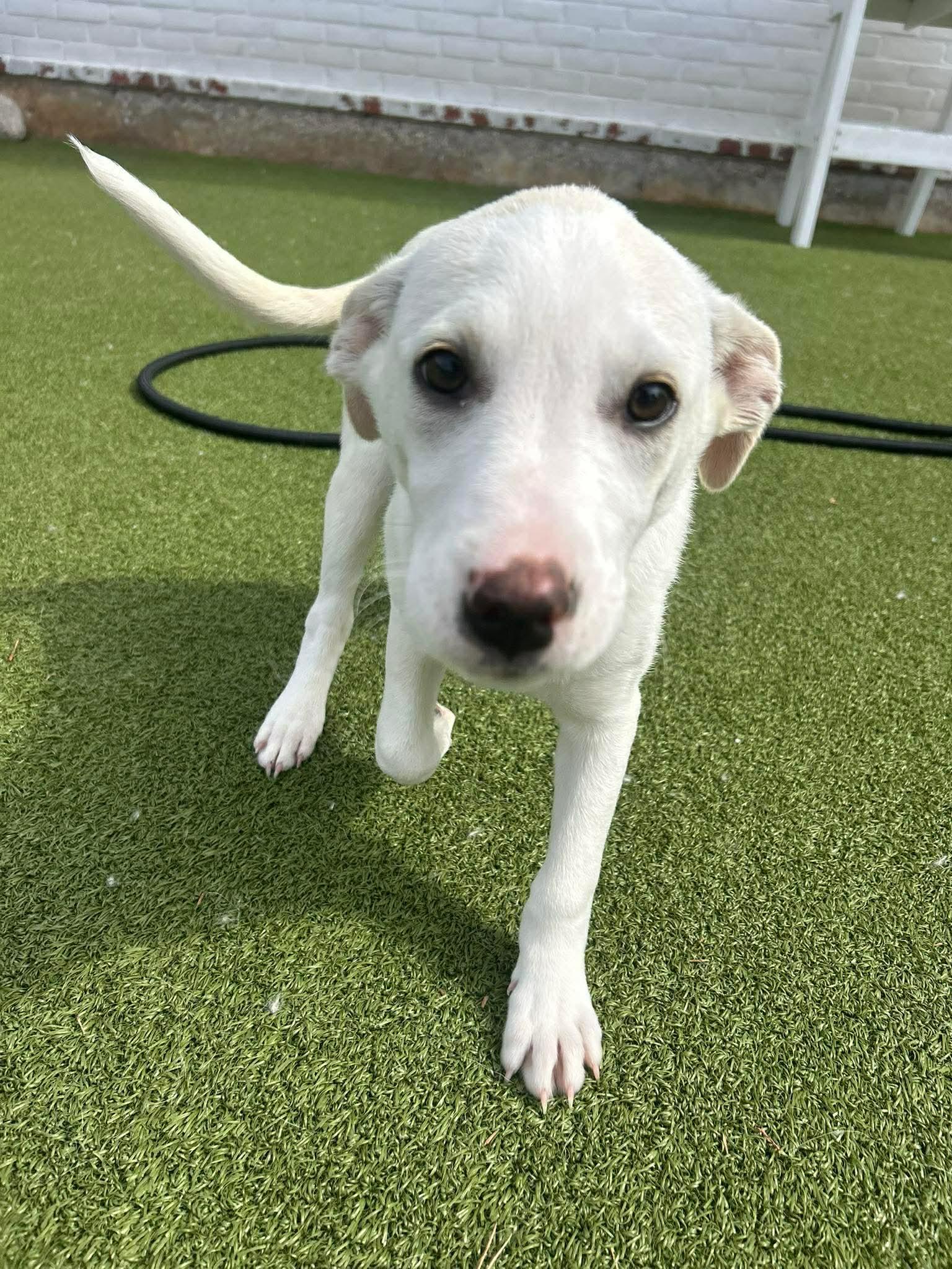 Enlarge Amelie, an adopted mixed breed in Stamford, CT image 1/6