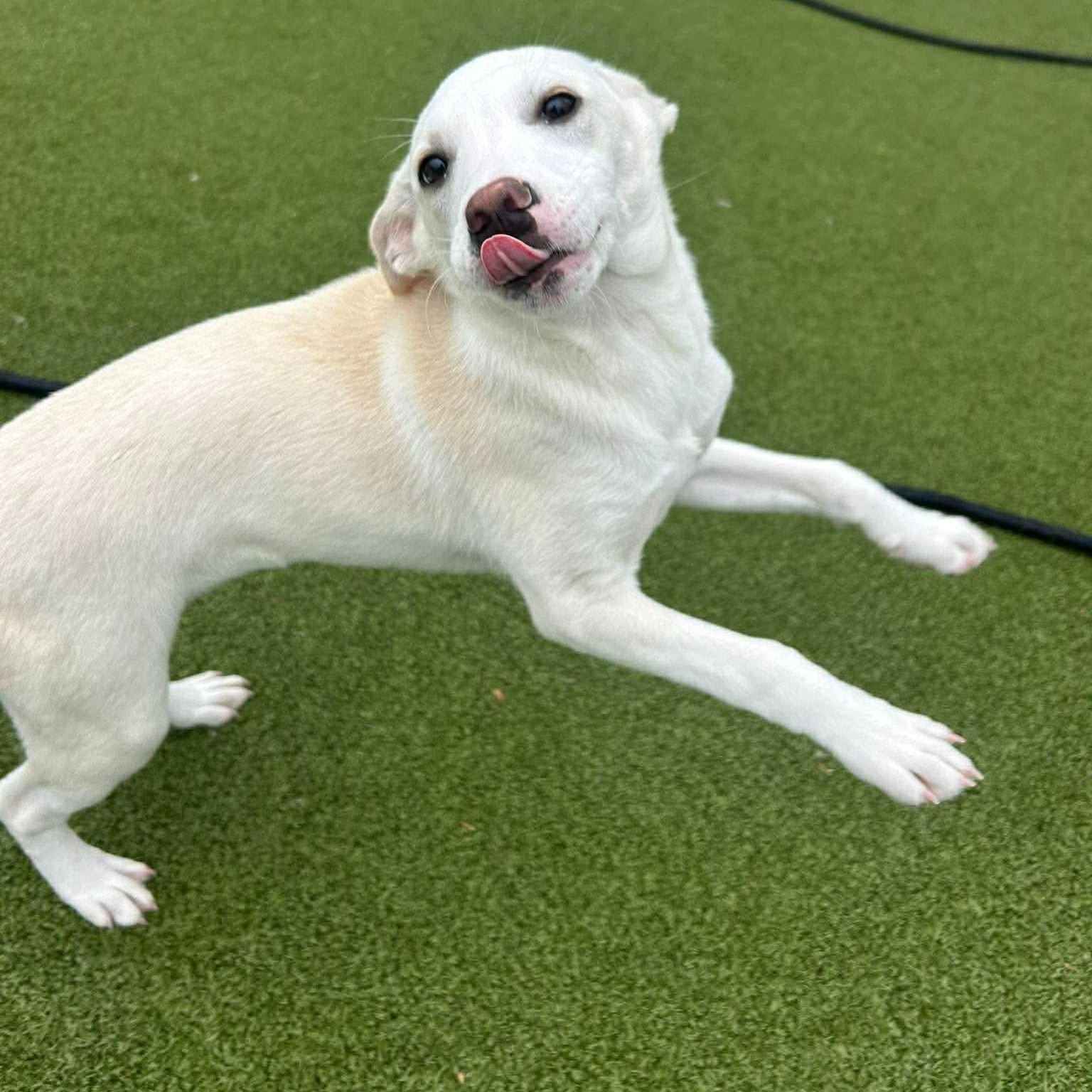 Enlarge Amelie, an adopted mixed breed in Stamford, CT image 2/6