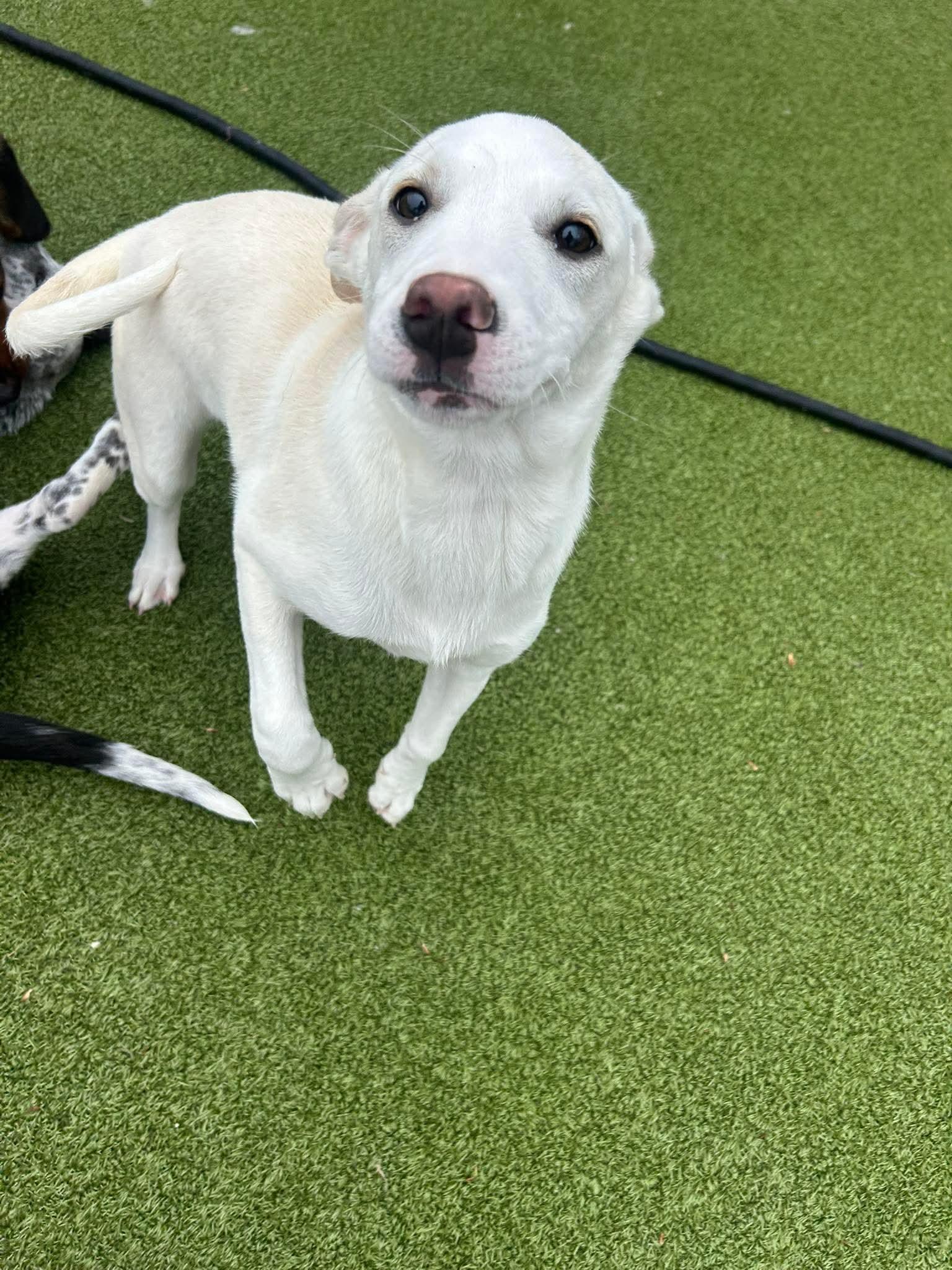 Enlarge Amelie, an adopted mixed breed in Stamford, CT image 3/6