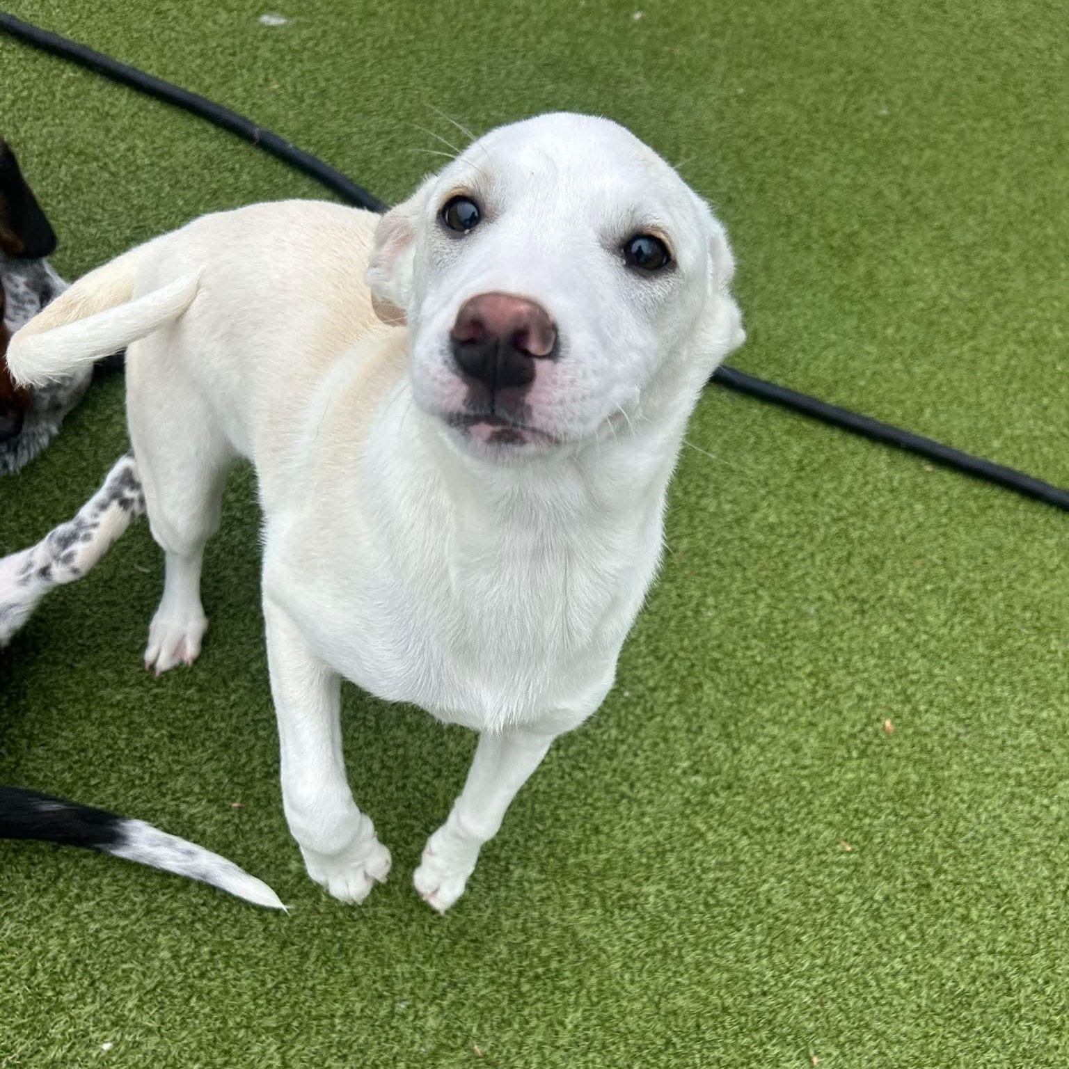 Enlarge Amelie, an adopted mixed breed in Stamford, CT image 4/6