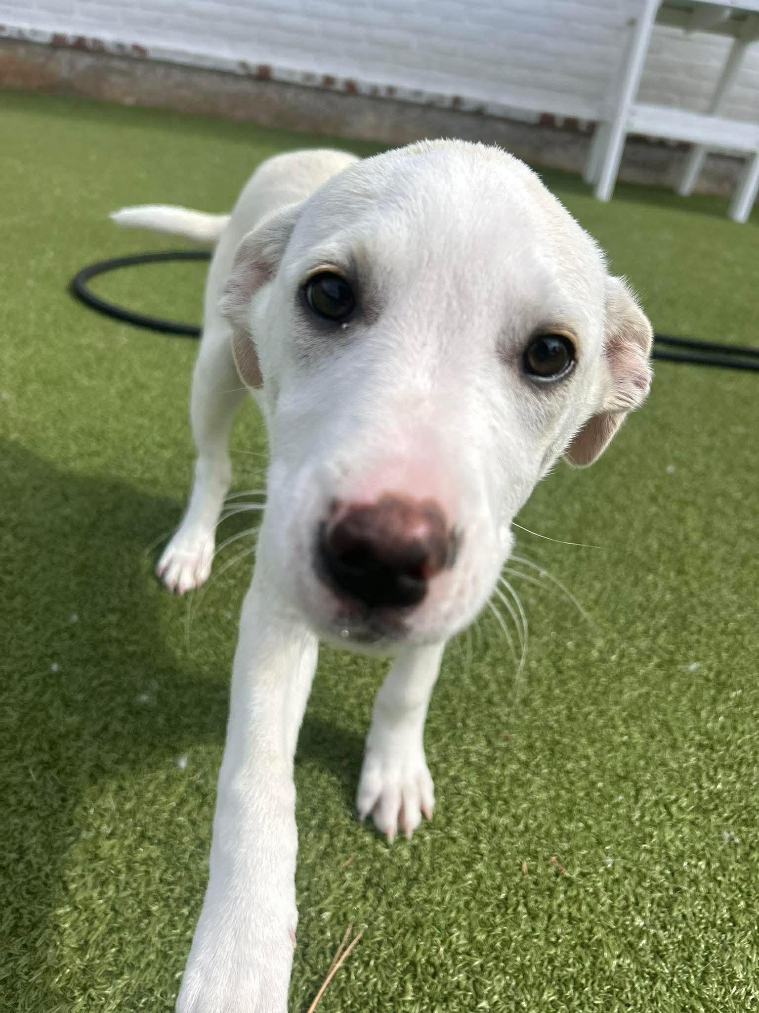 Enlarge Amelie, an adopted mixed breed in Stamford, CT image 5/6