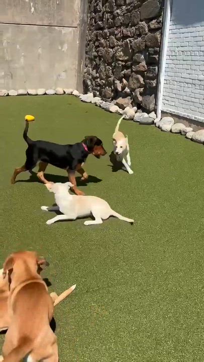 Enlarge Amelie, an adopted mixed breed in Stamford, CT video 6/6