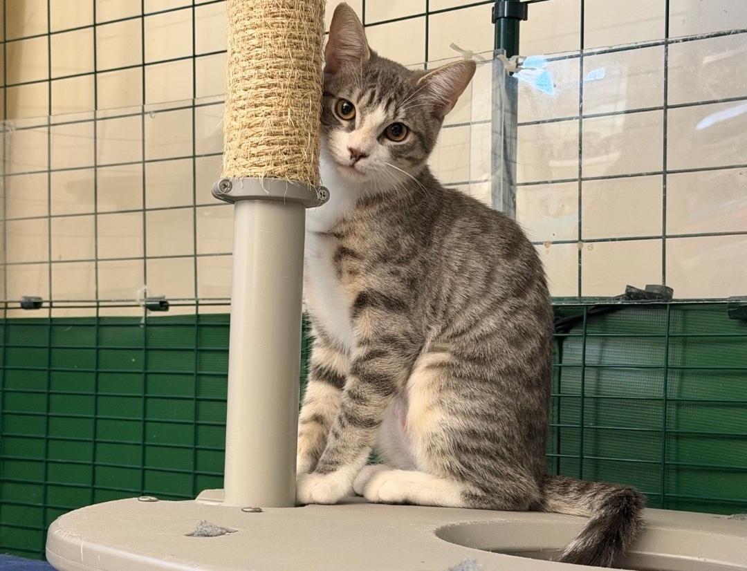 Enlarge Alice, a Adoptable Domestic Short Hair in Mission Viejo, CA image 1/1