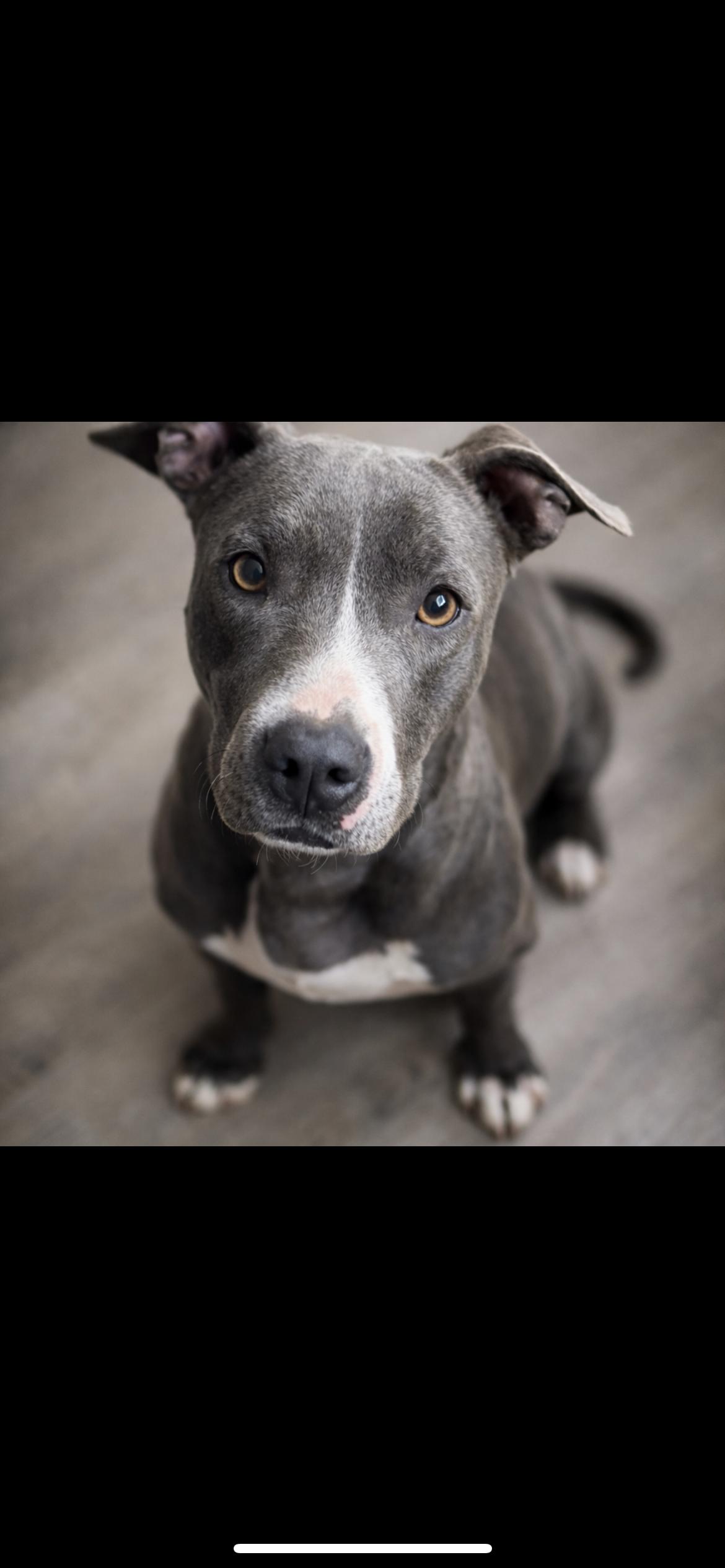 Enlarge CUPCAKE, a ADOPTABLE mixed breed in Branford, CT image 6/6