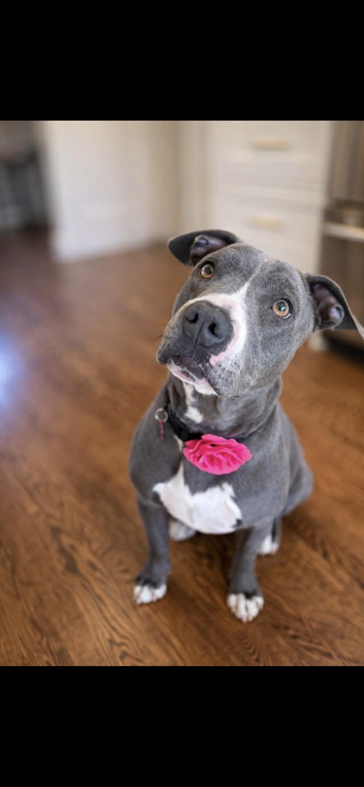 CUPCAKE, ADOPTABLE, Young Female Terrier.