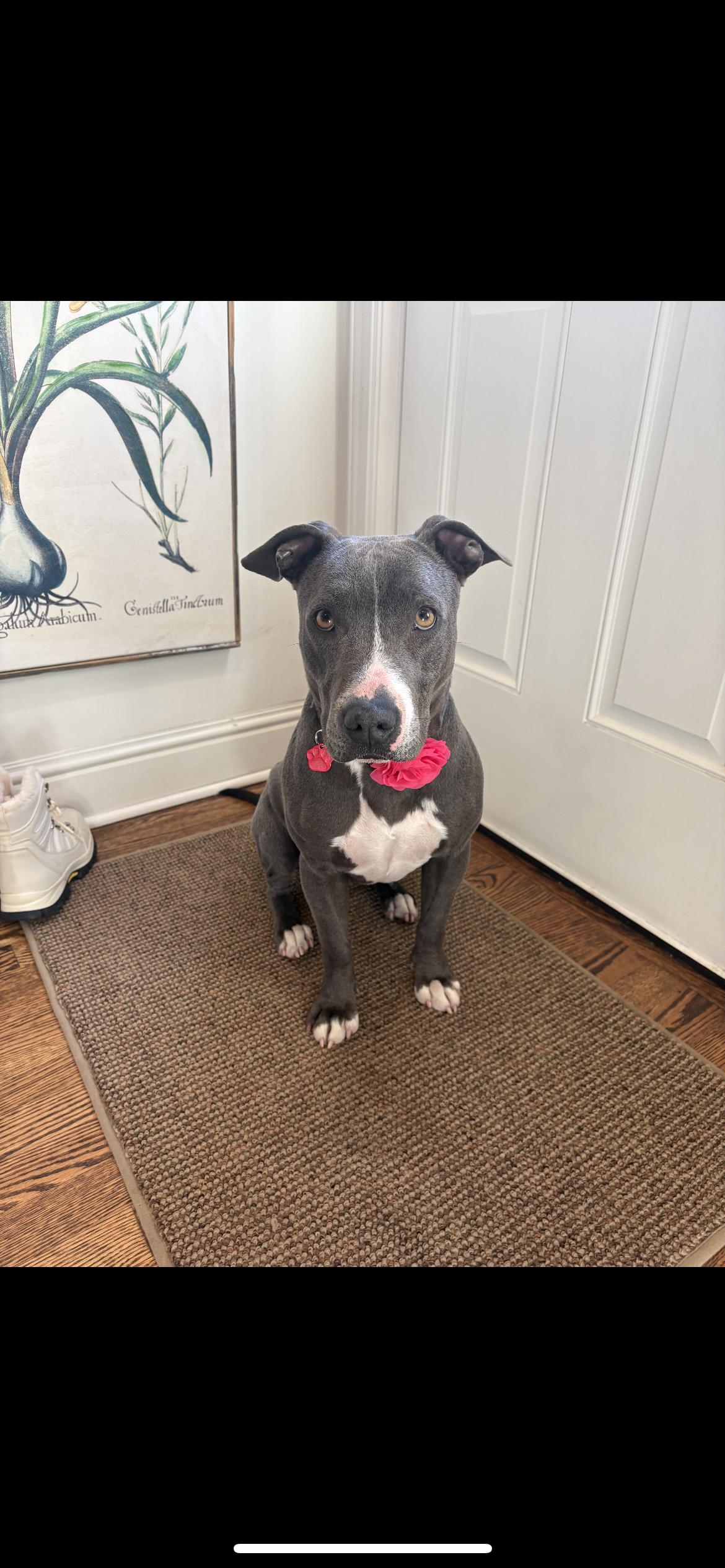 Enlarge CUPCAKE, a ADOPTABLE mixed breed in Branford, CT image 3/6