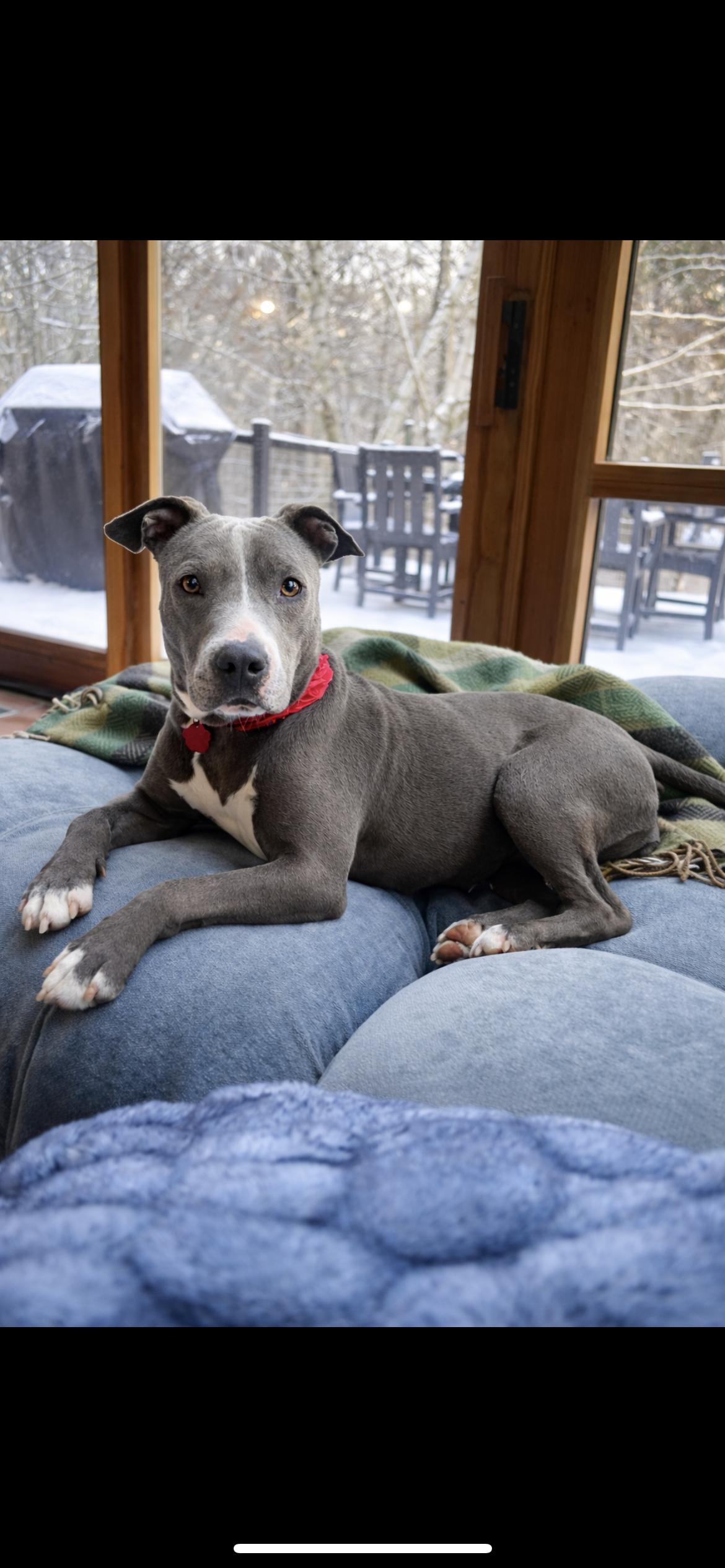 Enlarge CUPCAKE, a ADOPTABLE mixed breed in Branford, CT image 2/6