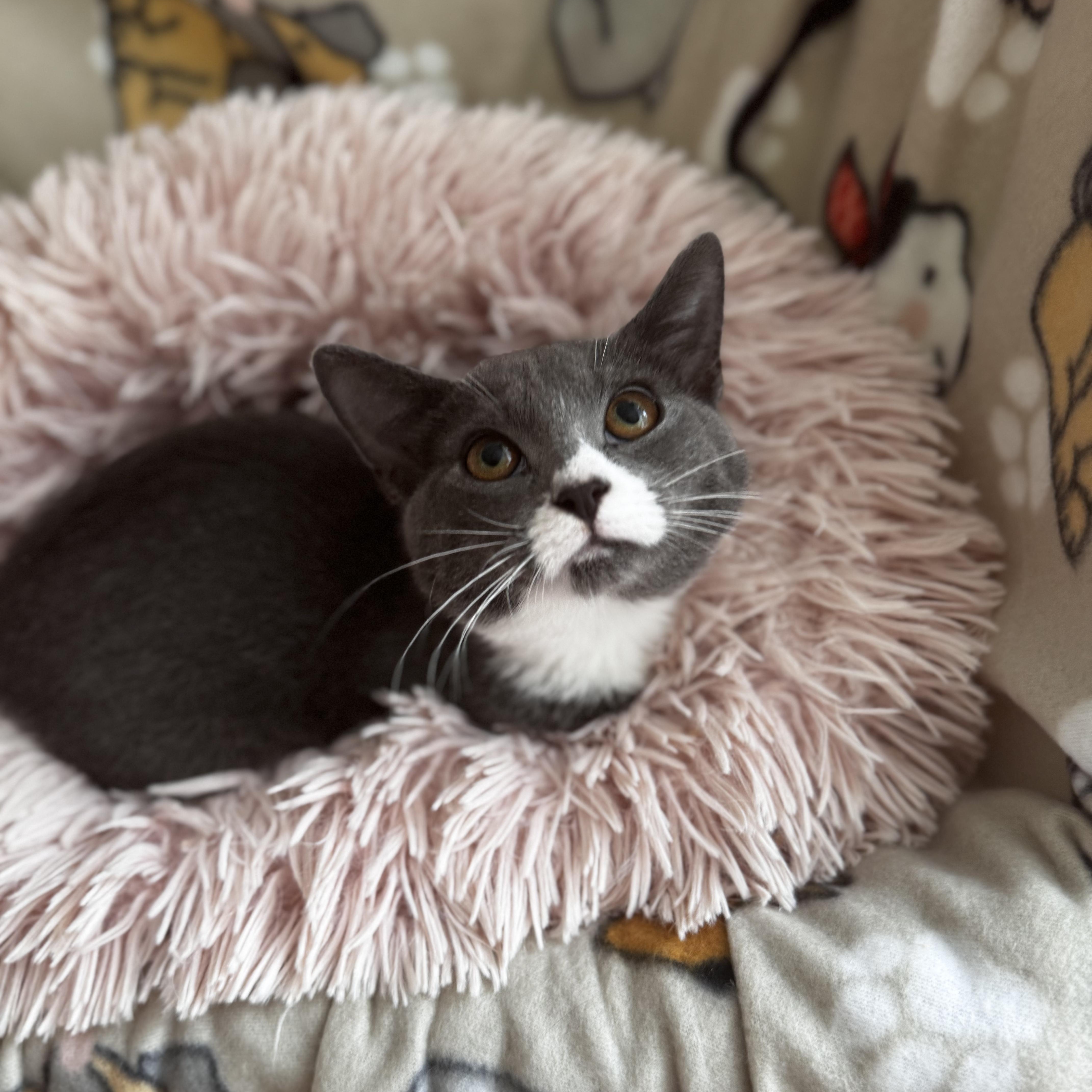 OPHELIA, Adoptable, Kitten Female Domestic Short Hair.