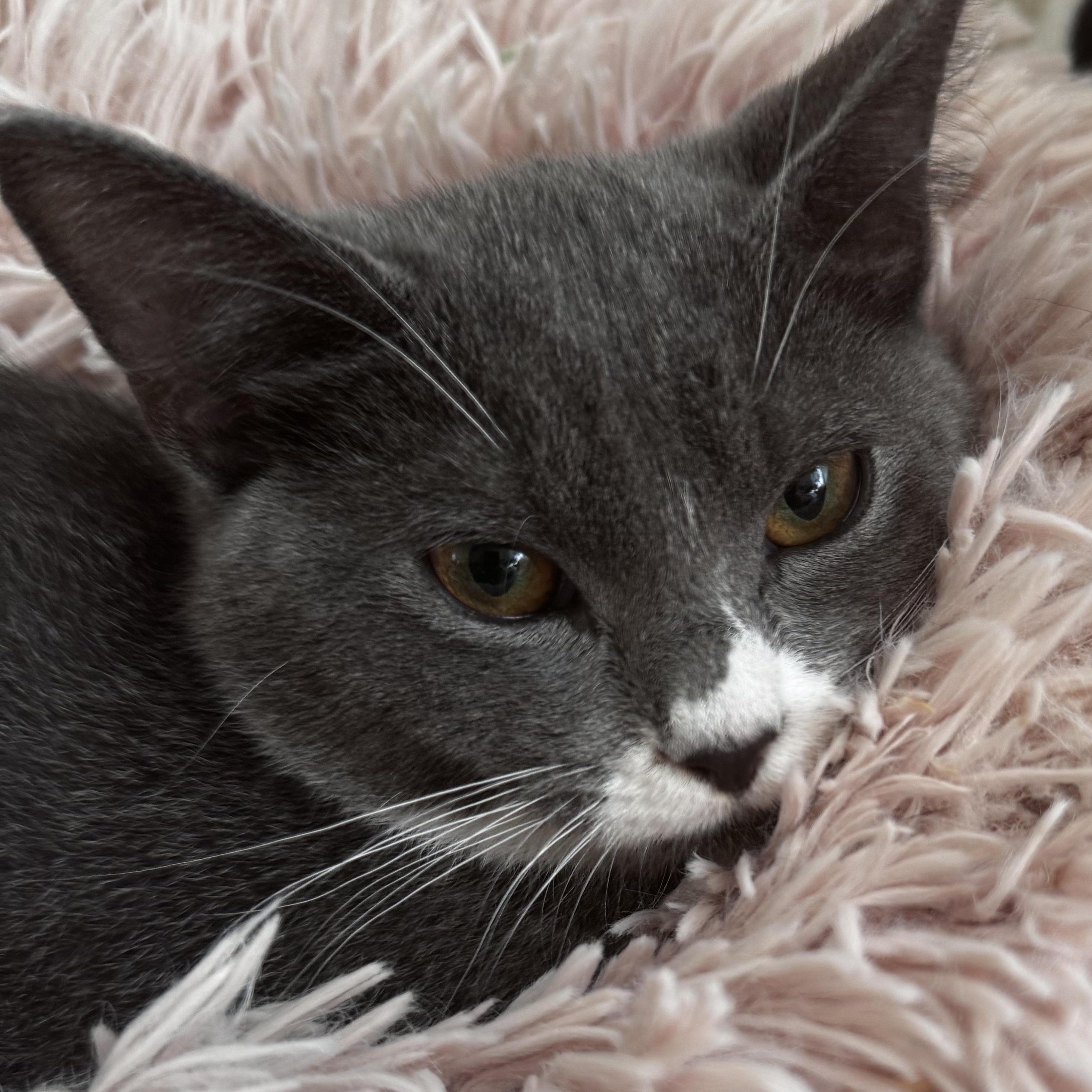 Enlarge OPHELIA, a Adoptable Domestic Short Hair in East Greenwich, RI image 6/6