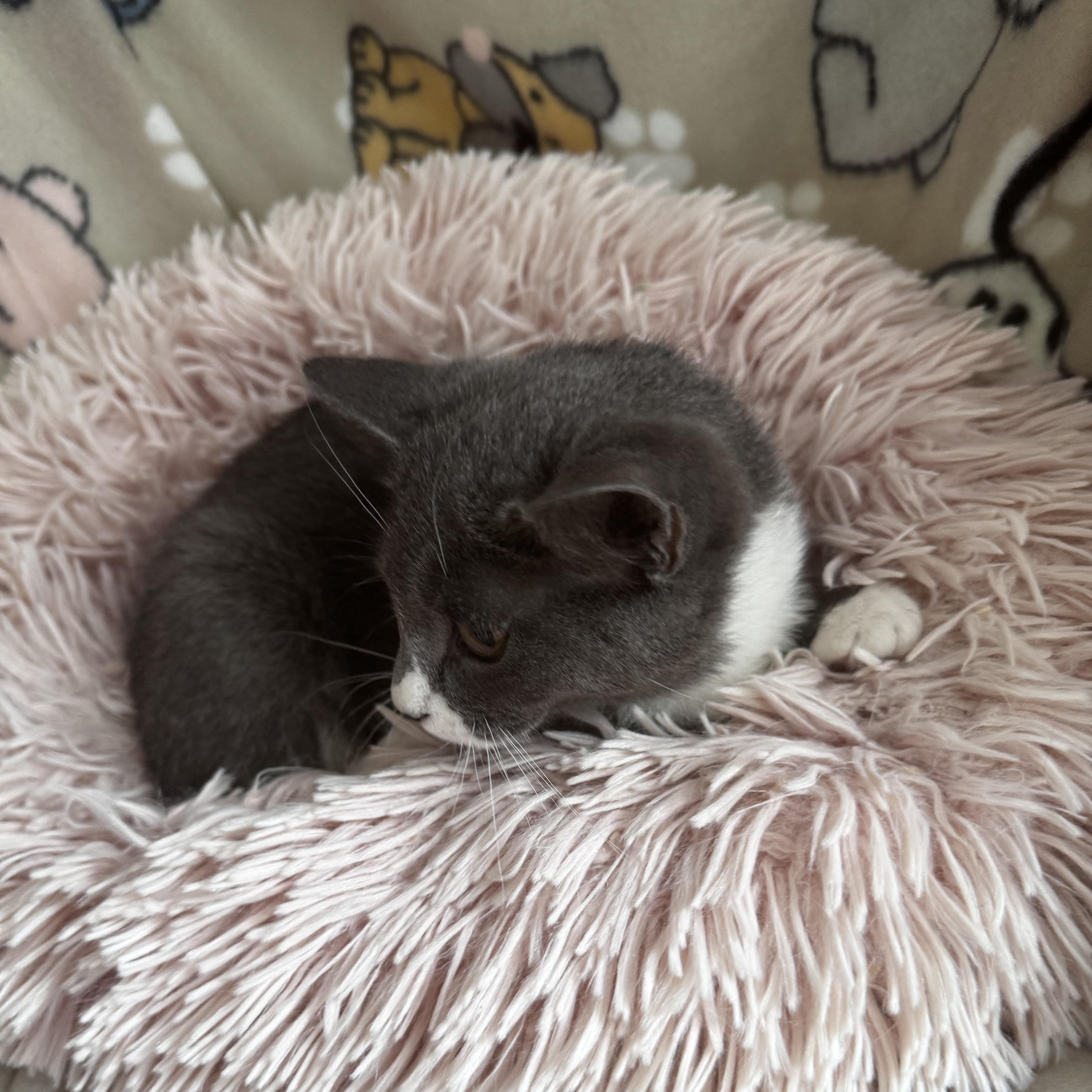 Enlarge OPHELIA, a Adoptable Domestic Short Hair in East Greenwich, RI image 5/6