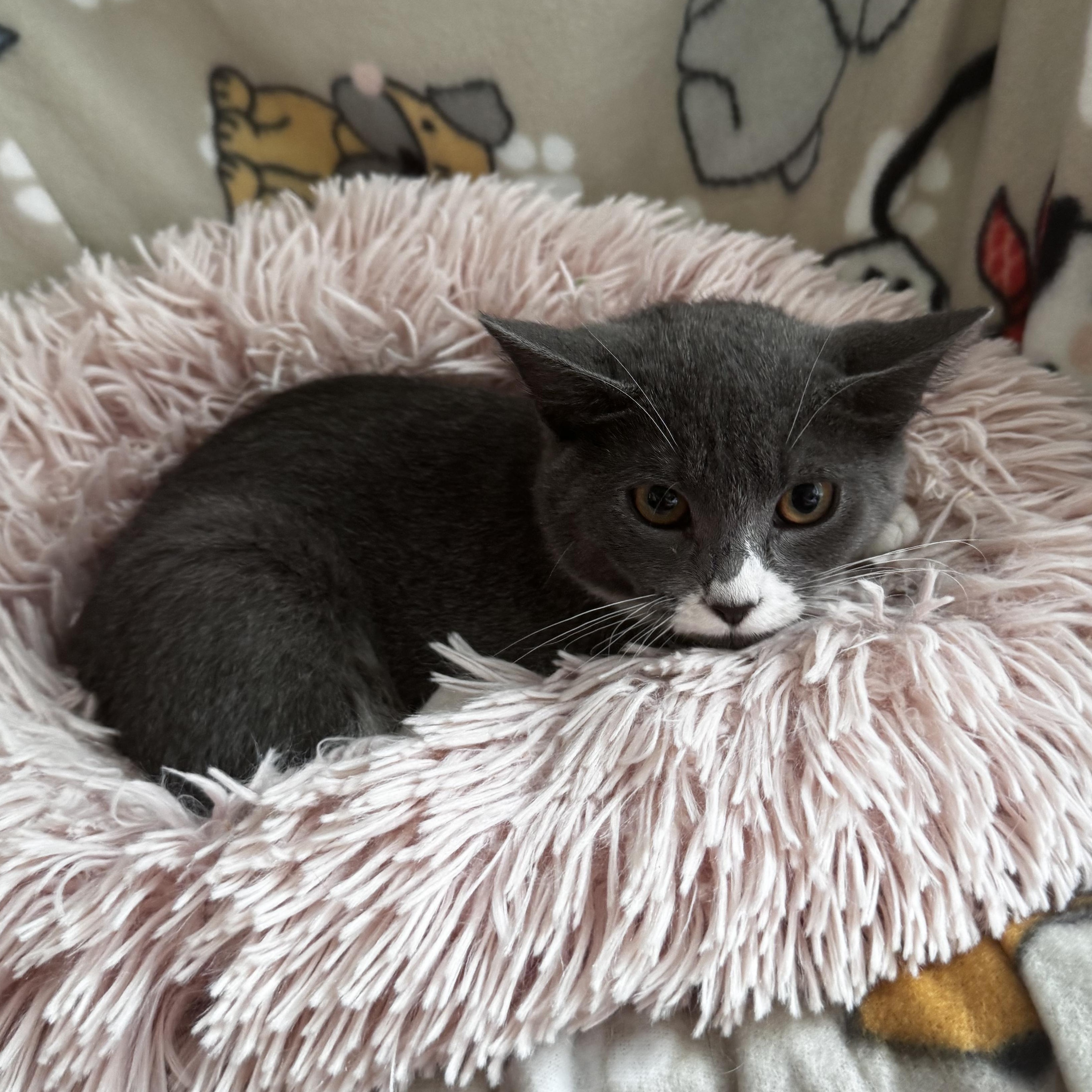 Enlarge OPHELIA, a Adoptable Domestic Short Hair in East Greenwich, RI image 2/6