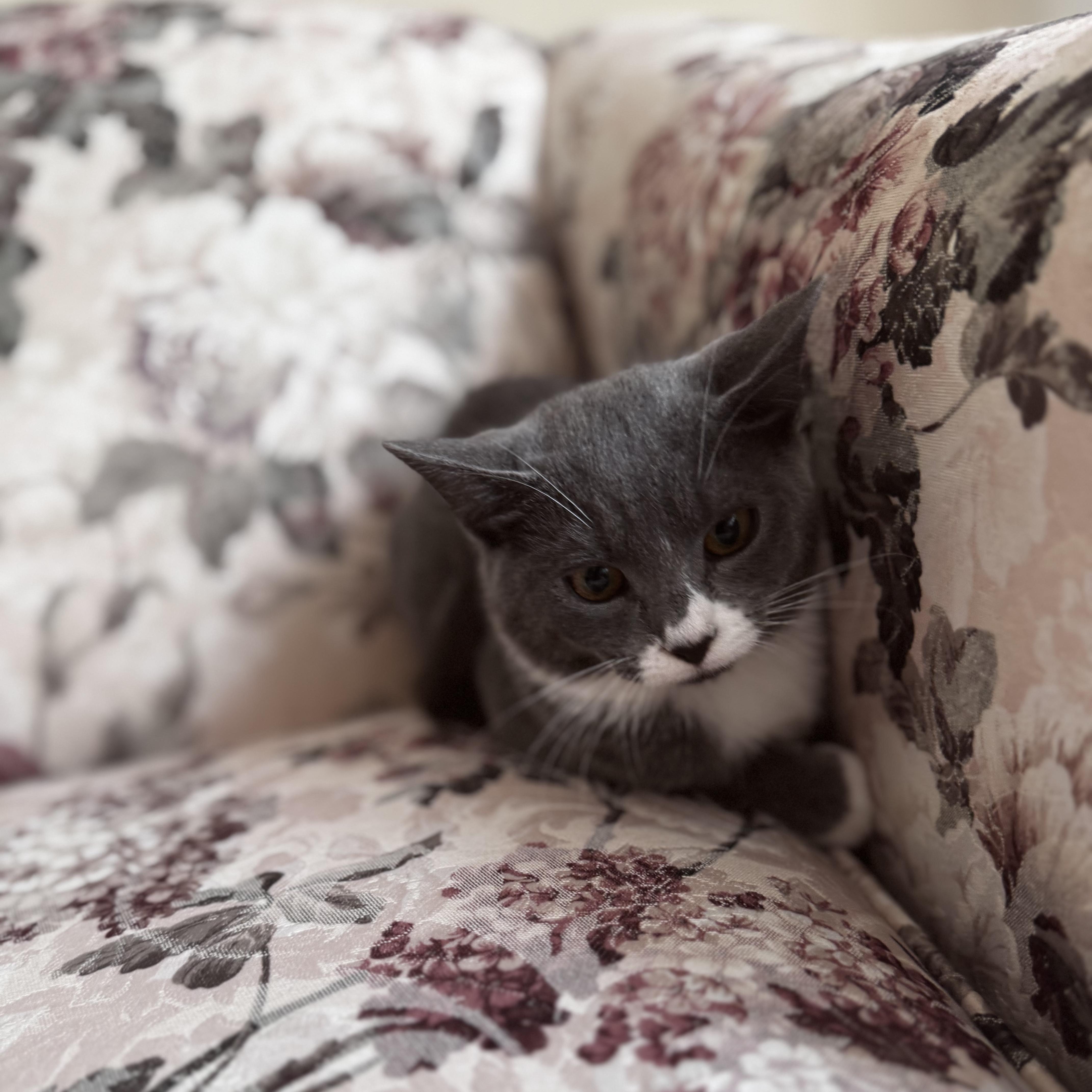 Enlarge OPHELIA, a Adoptable Domestic Short Hair in East Greenwich, RI image 4/6