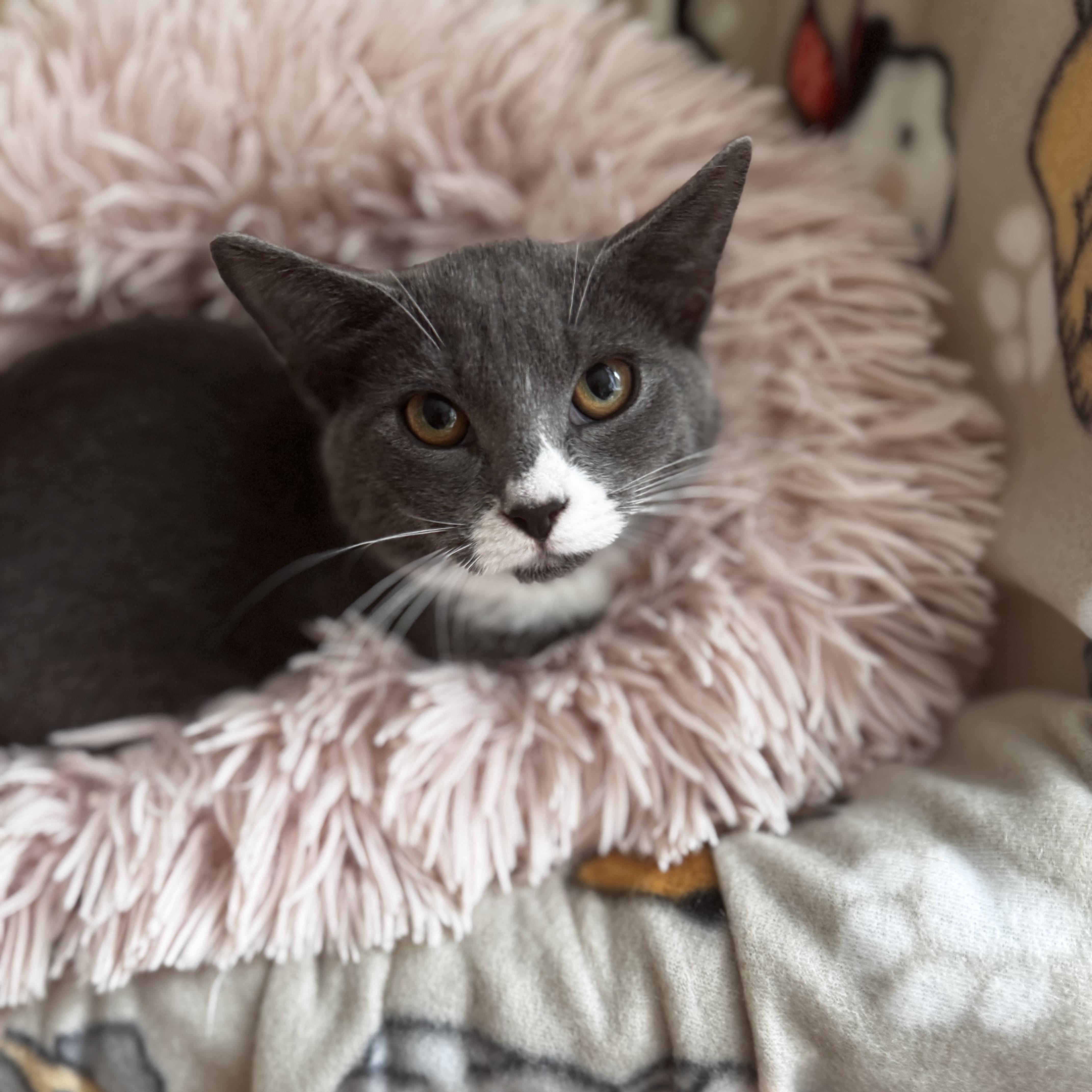 Enlarge OPHELIA, a Adoptable Domestic Short Hair in East Greenwich, RI image 3/6