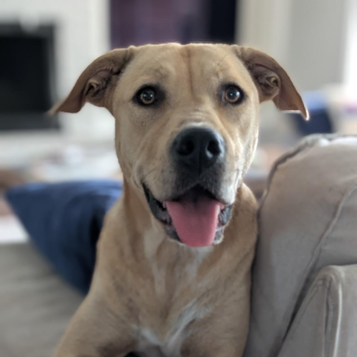 Milu the golden girl is a true gem She has such a sweet disposition and is a straight up snuggle