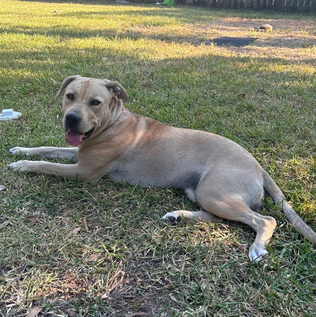 Milu, a Adoptable mixed breed in Houston, TX image 5/6