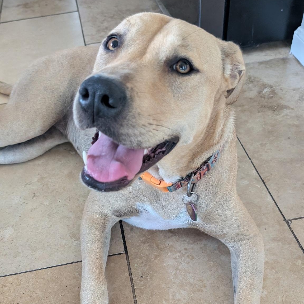 Milu, a Adoptable mixed breed in Houston, TX image 6/6