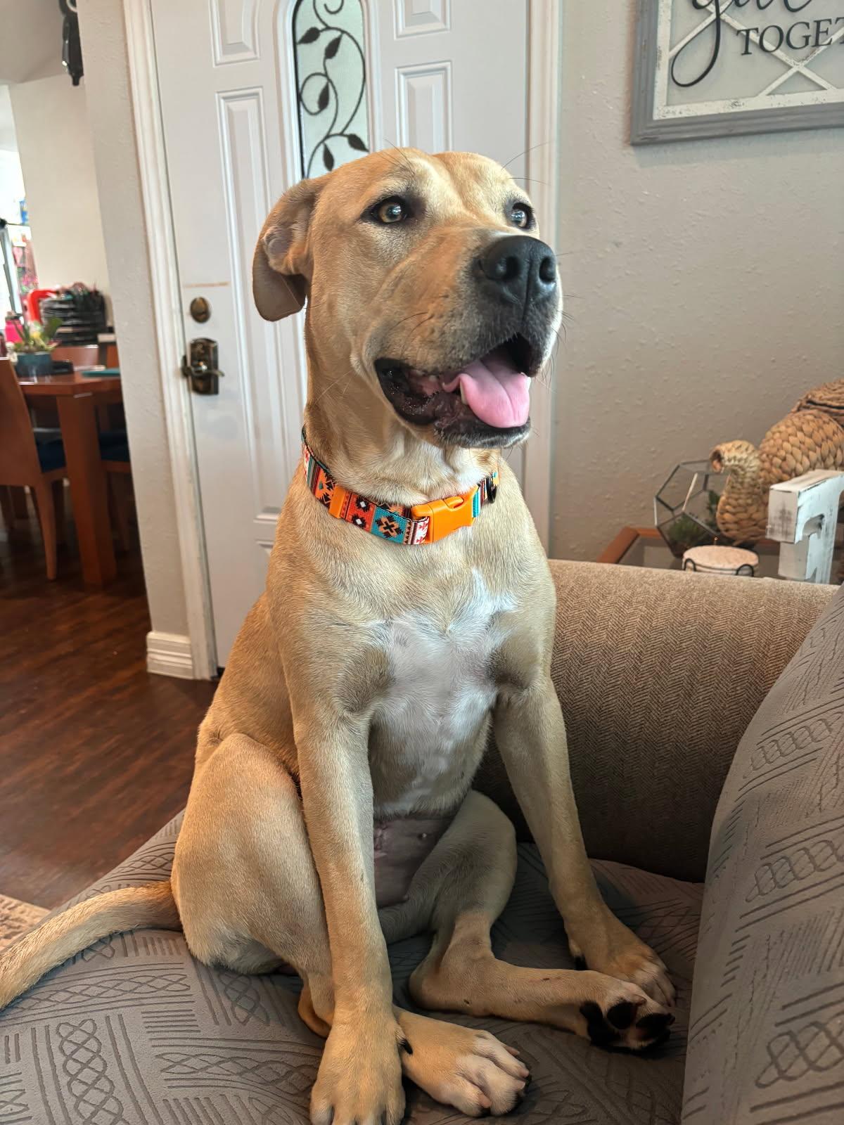 Milu, a Adoptable mixed breed in Houston, TX image 2/6