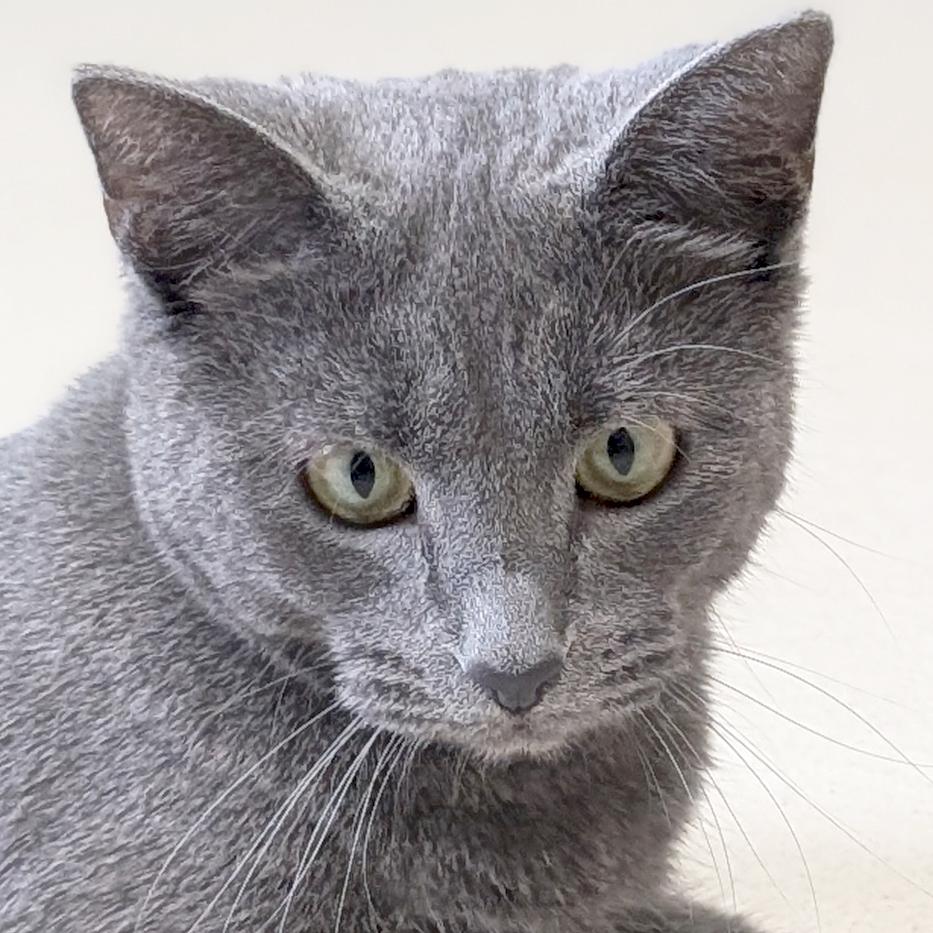 Enlarge Regina, a ADOPTABLE Domestic Short Hair in Jefferson, WI image 1/3