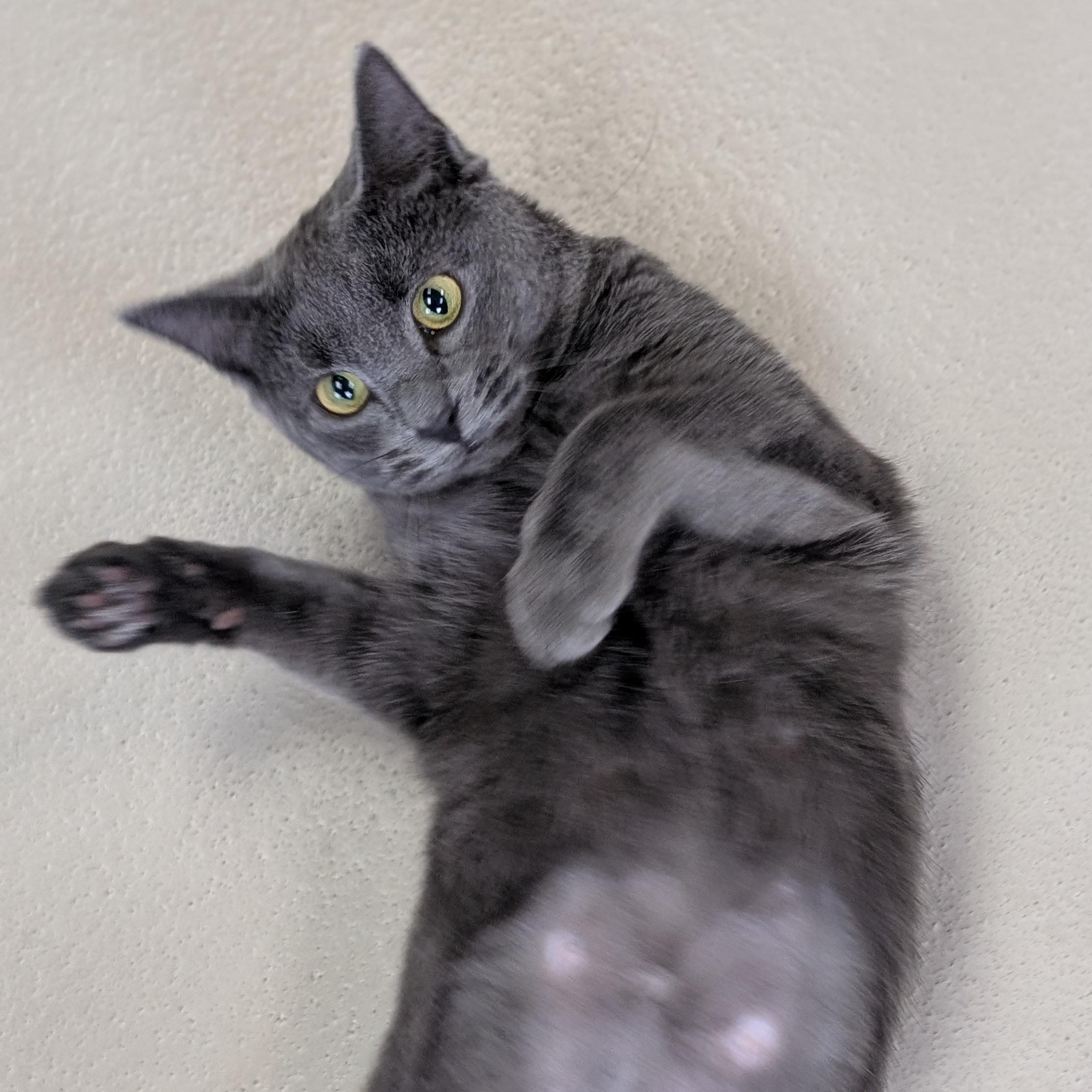 Enlarge Regina, a ADOPTABLE Domestic Short Hair in Jefferson, WI image 2/3