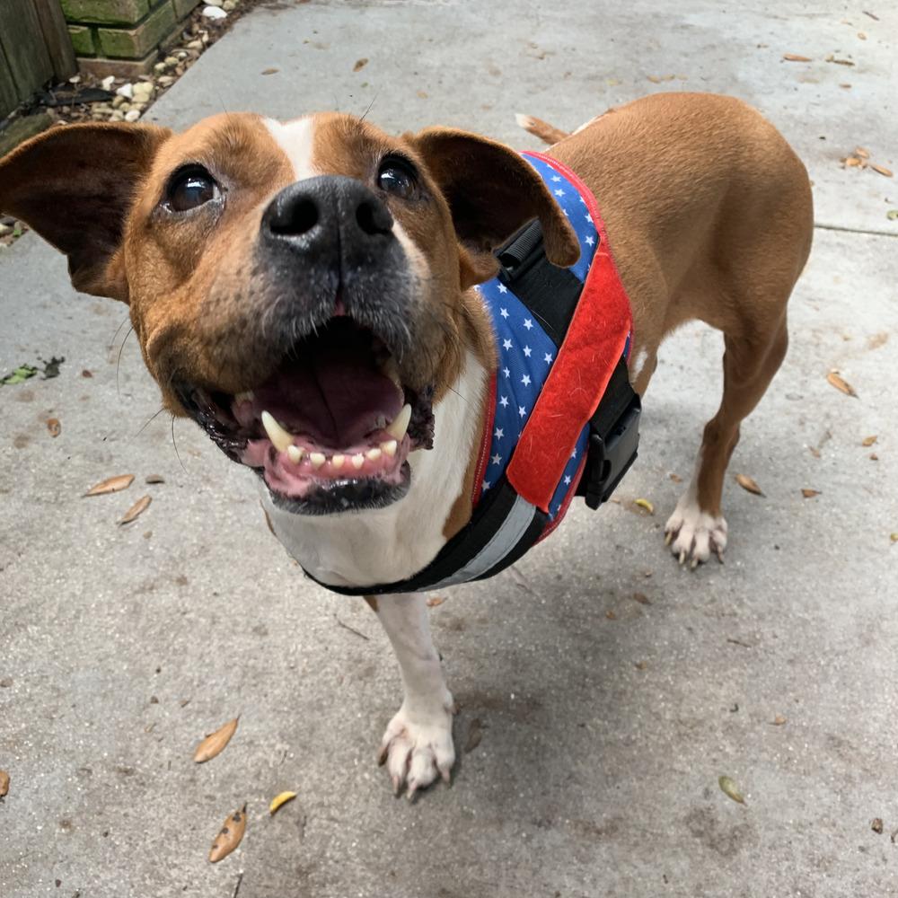 Reba, Adoptable, Senior Female Mixed Breed.