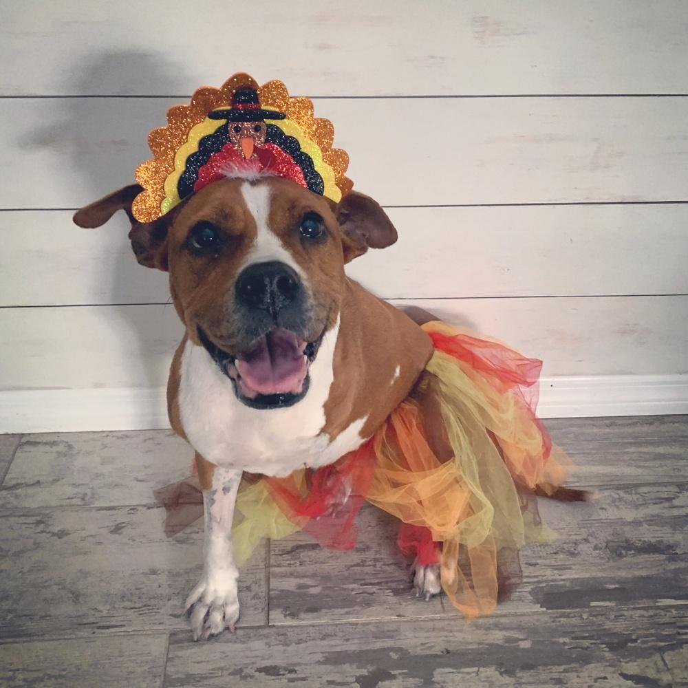 Reba, a Adoptable mixed breed in Melbourne Beach, FL image 4/4