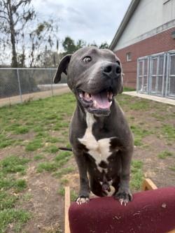 Enlarge T-Bo, a ADOPTABLE Pit Bull Terrier in Woodbine, GA image 1/1