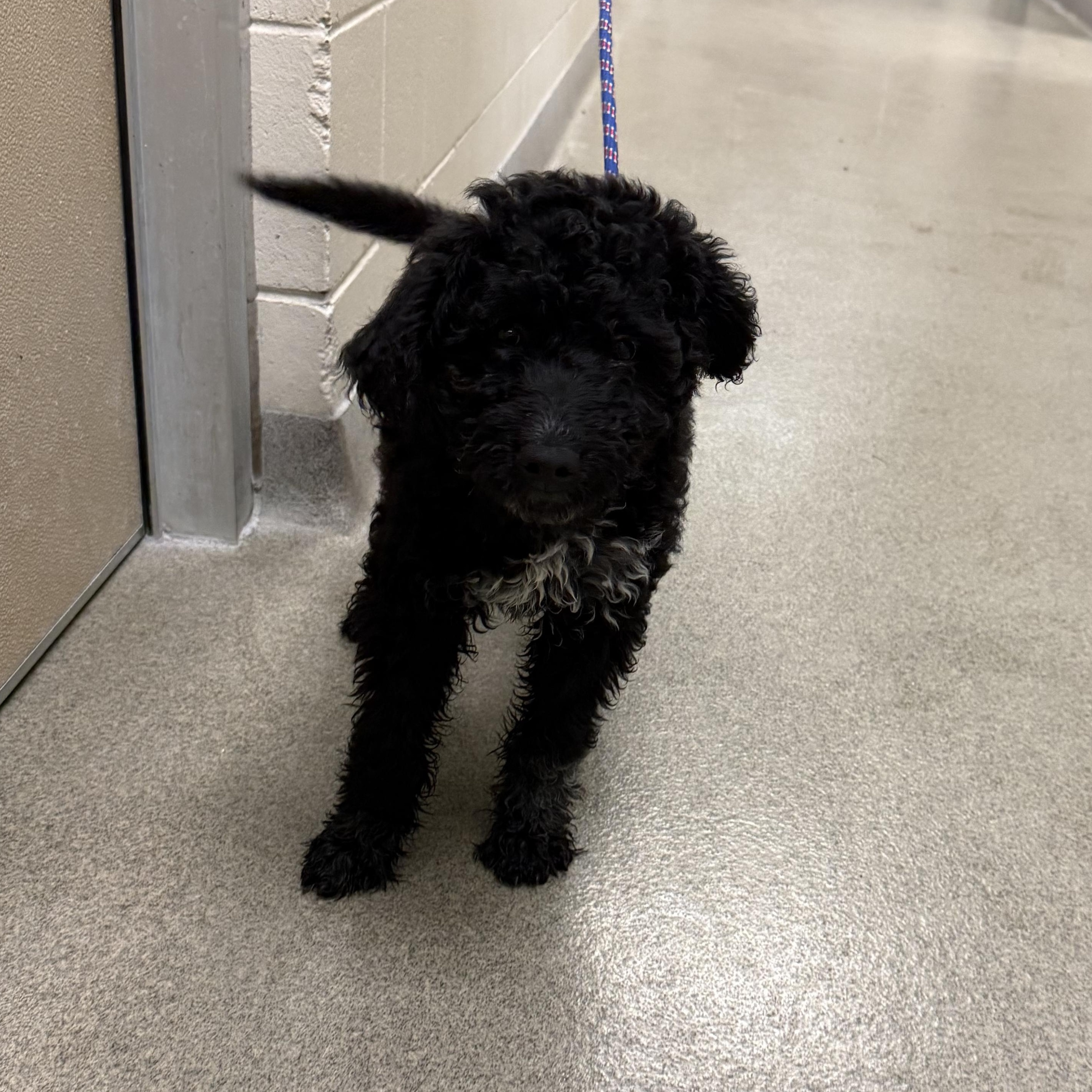Viggo, adopted, Puppy Female Poodle.